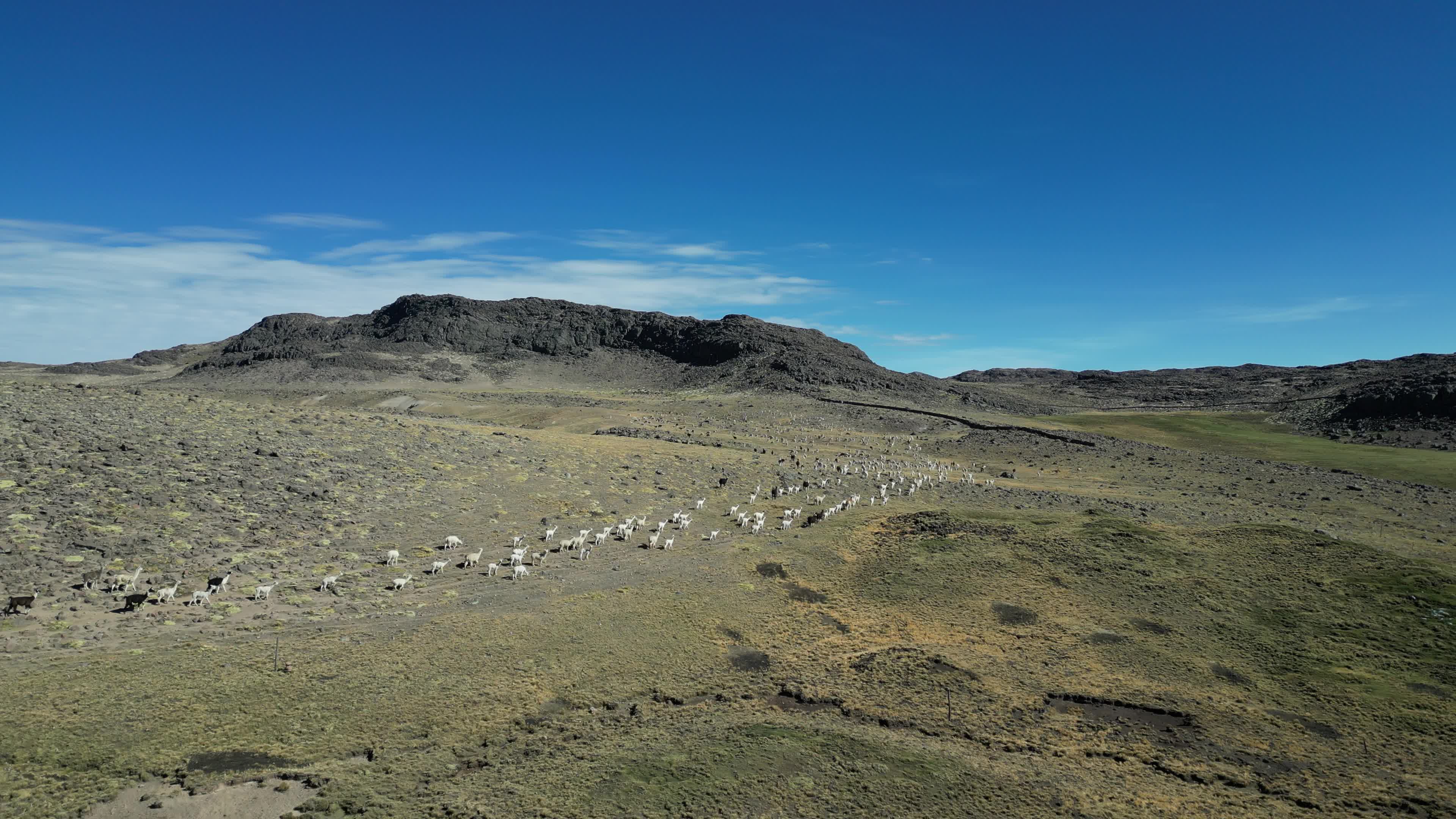 Flock of Alpacas in the Peruvian Andes