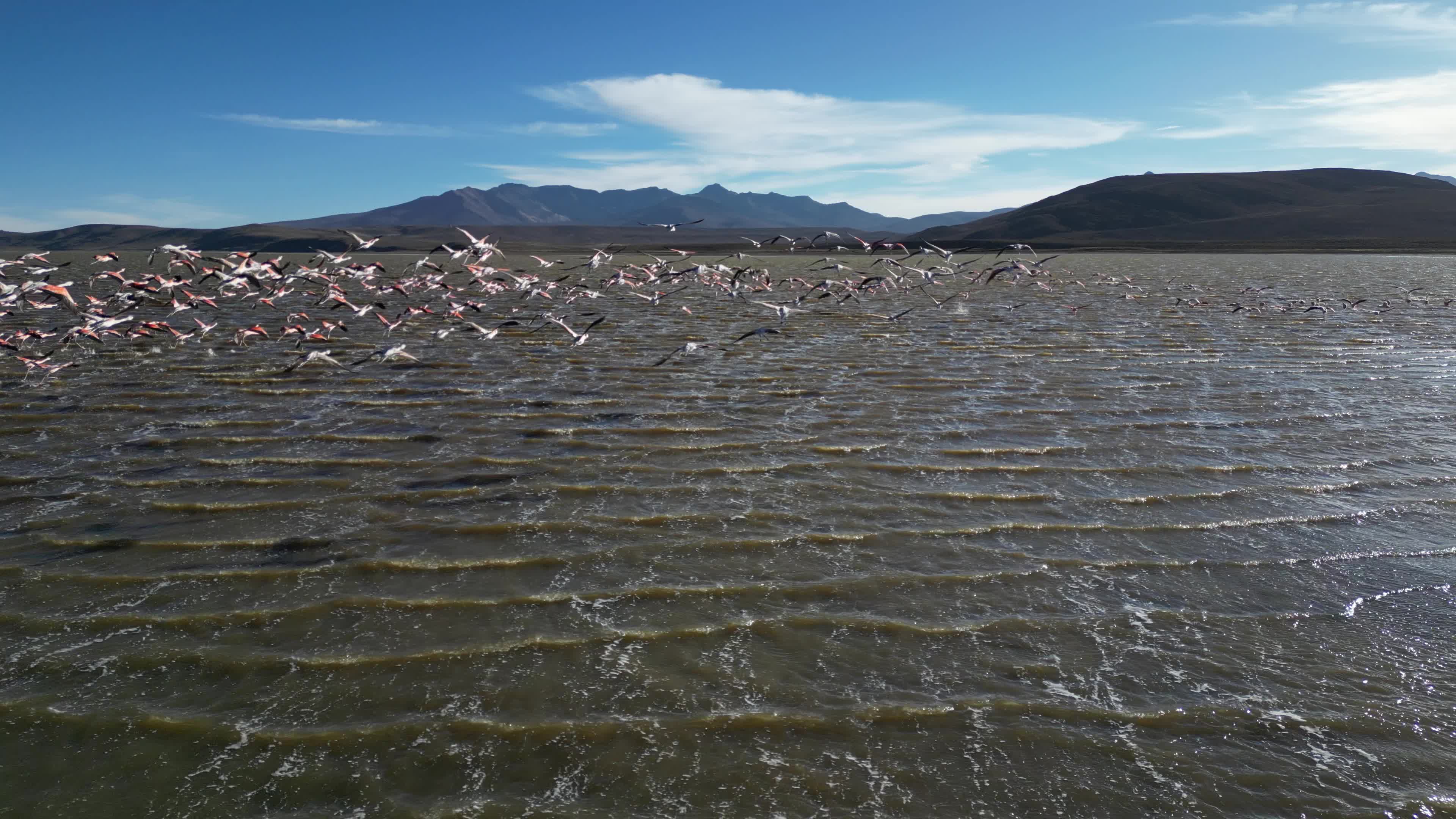 Drone videos of hundreds of flamingos 