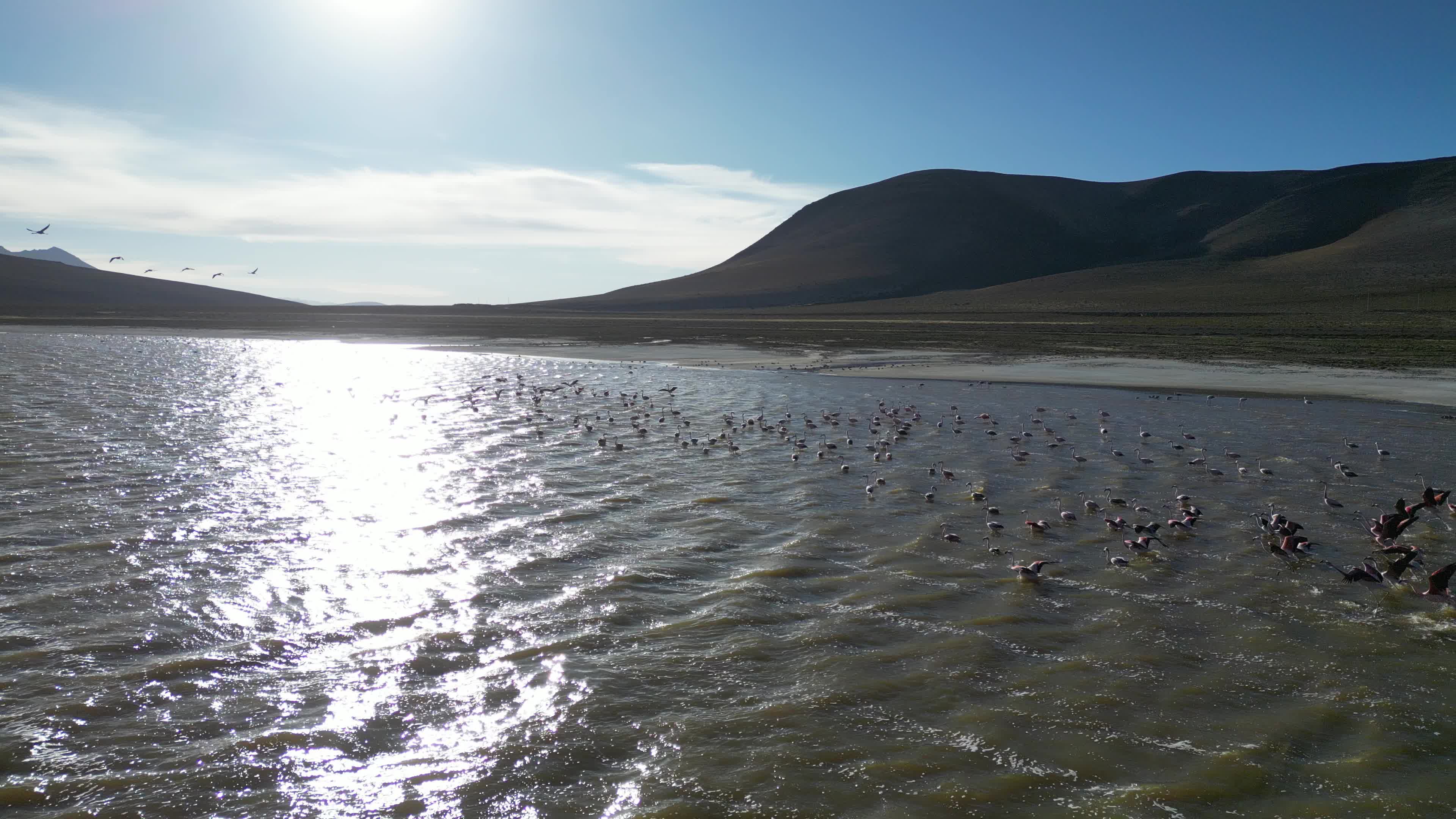 Drone videos of hundreds of flamingos 