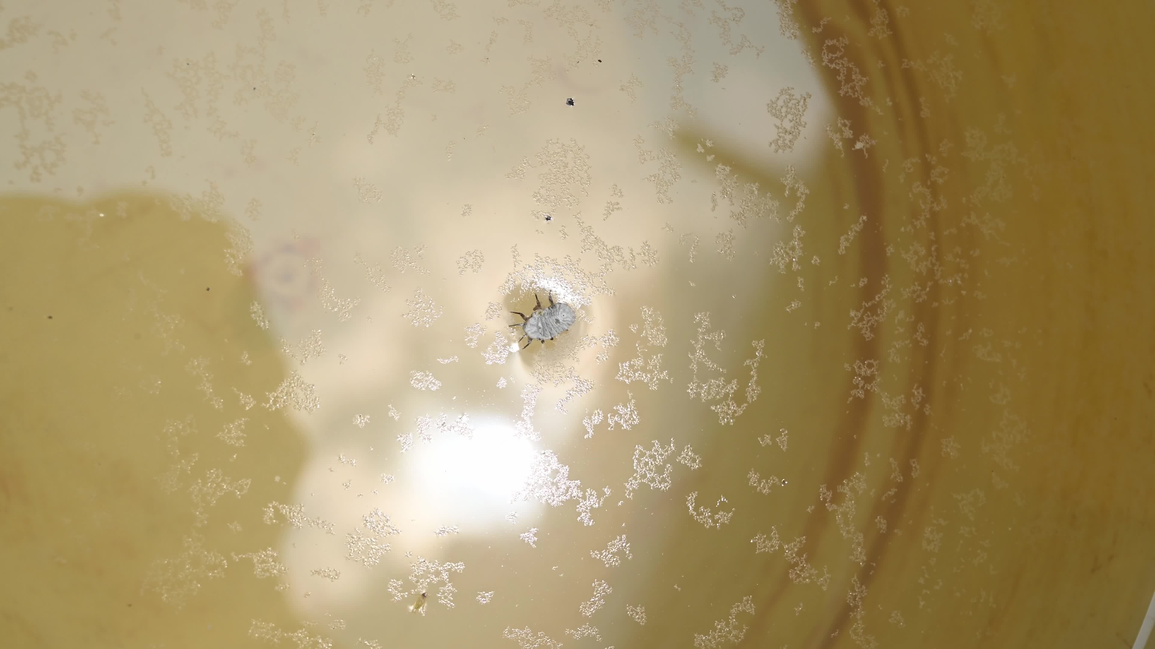 Scale Insects Swimming - Hemiptera - Animal India 