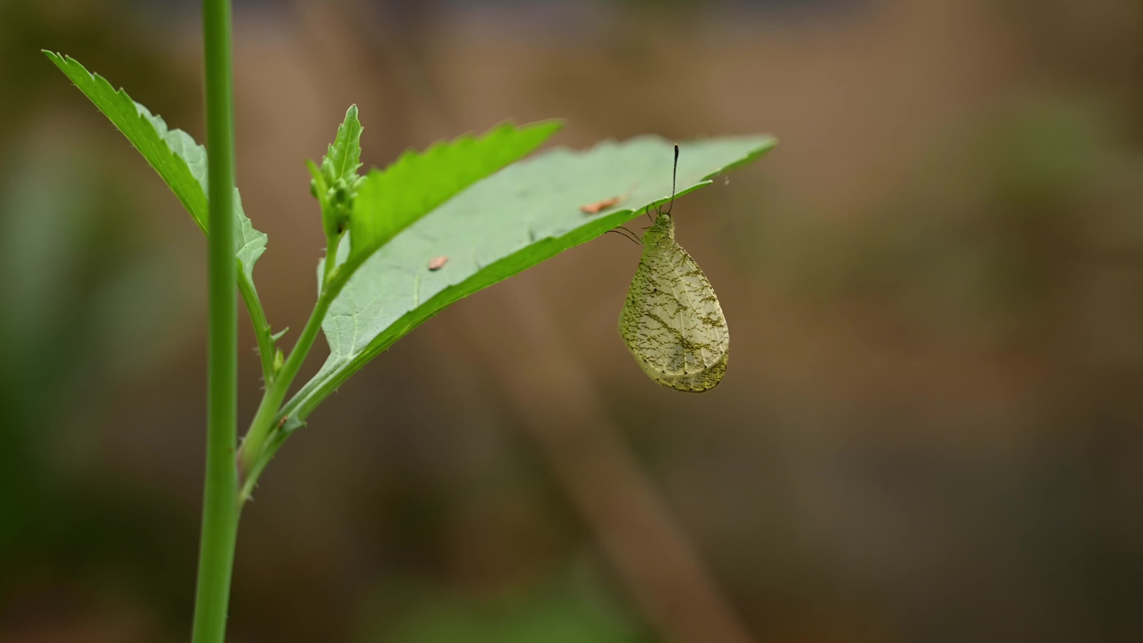 Oriental Psyche Butterfly under mustard plant leaf - Leptosia Nina - Animal India
