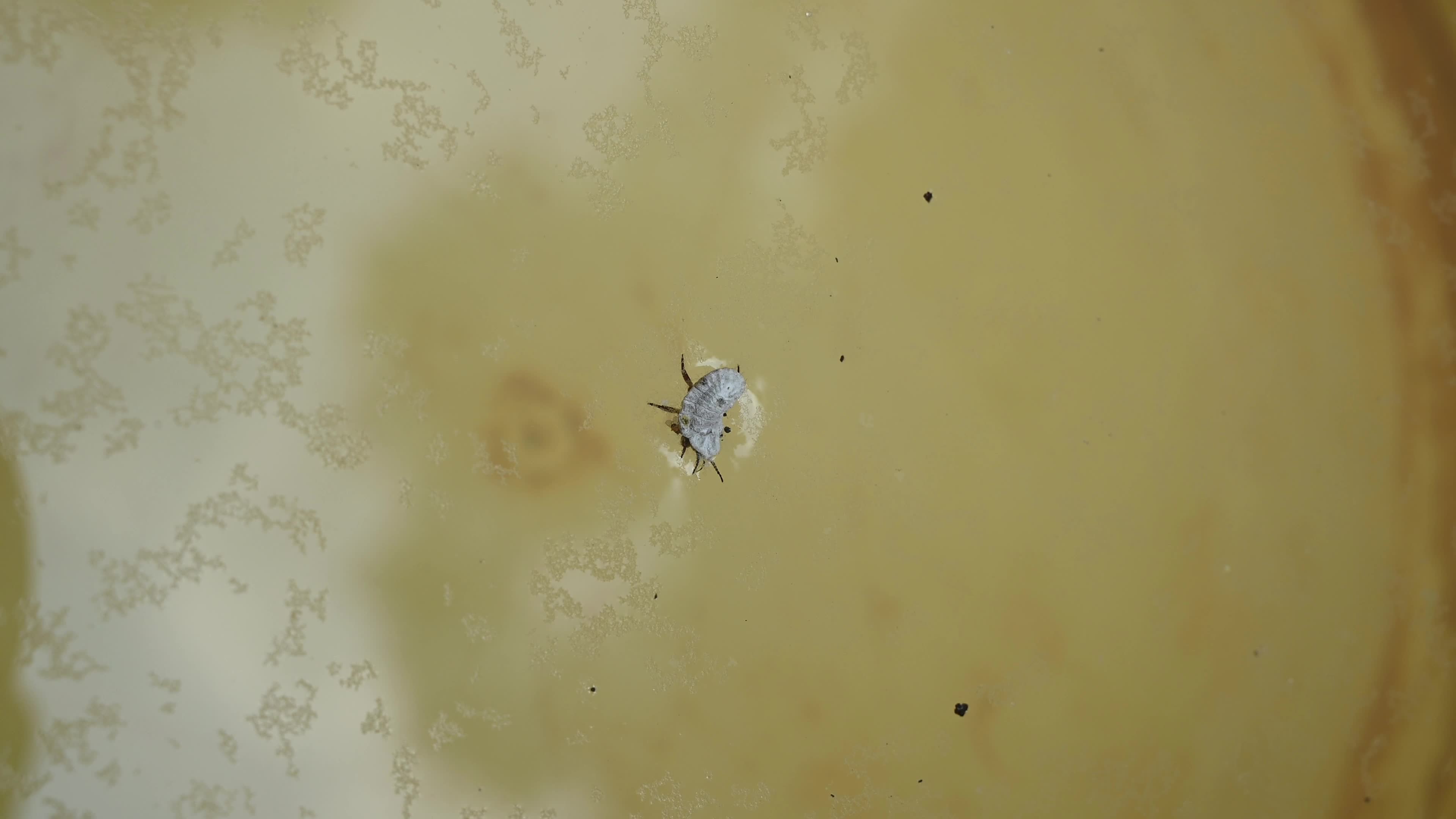 Scale Insects Swimming - Hemiptera - Animal India 