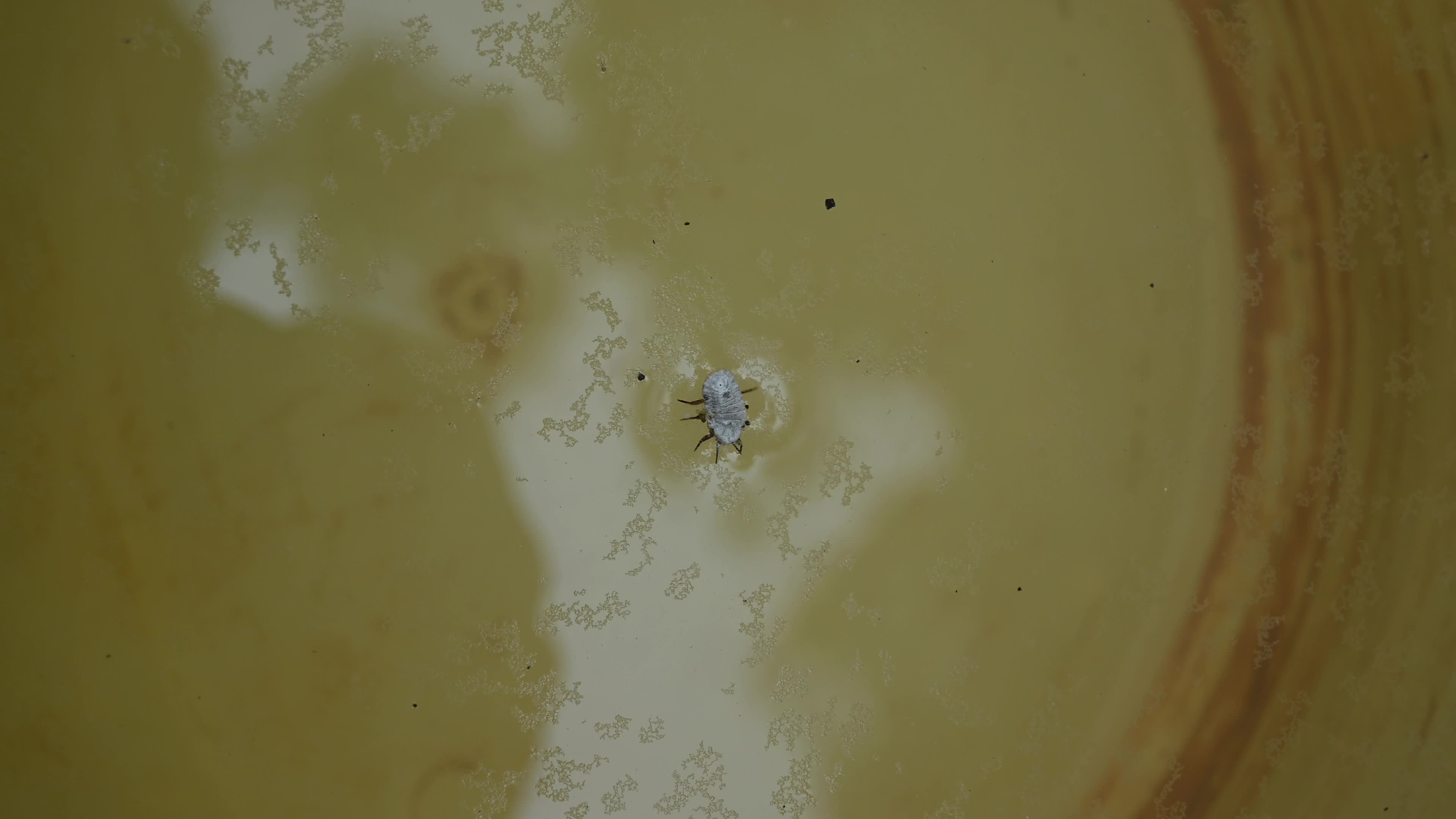 Scale Insects Swimming - Hemiptera - Animal India 