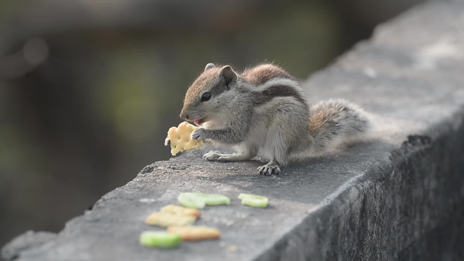 Squirrel nibbles food