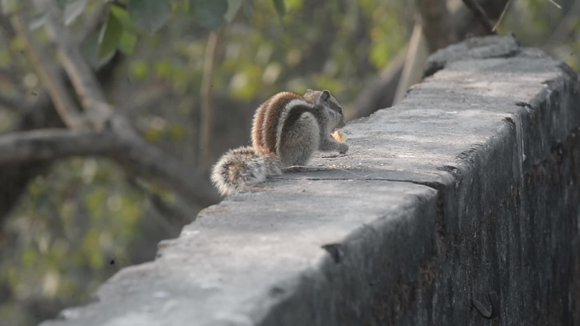 Squirrel nibbles food