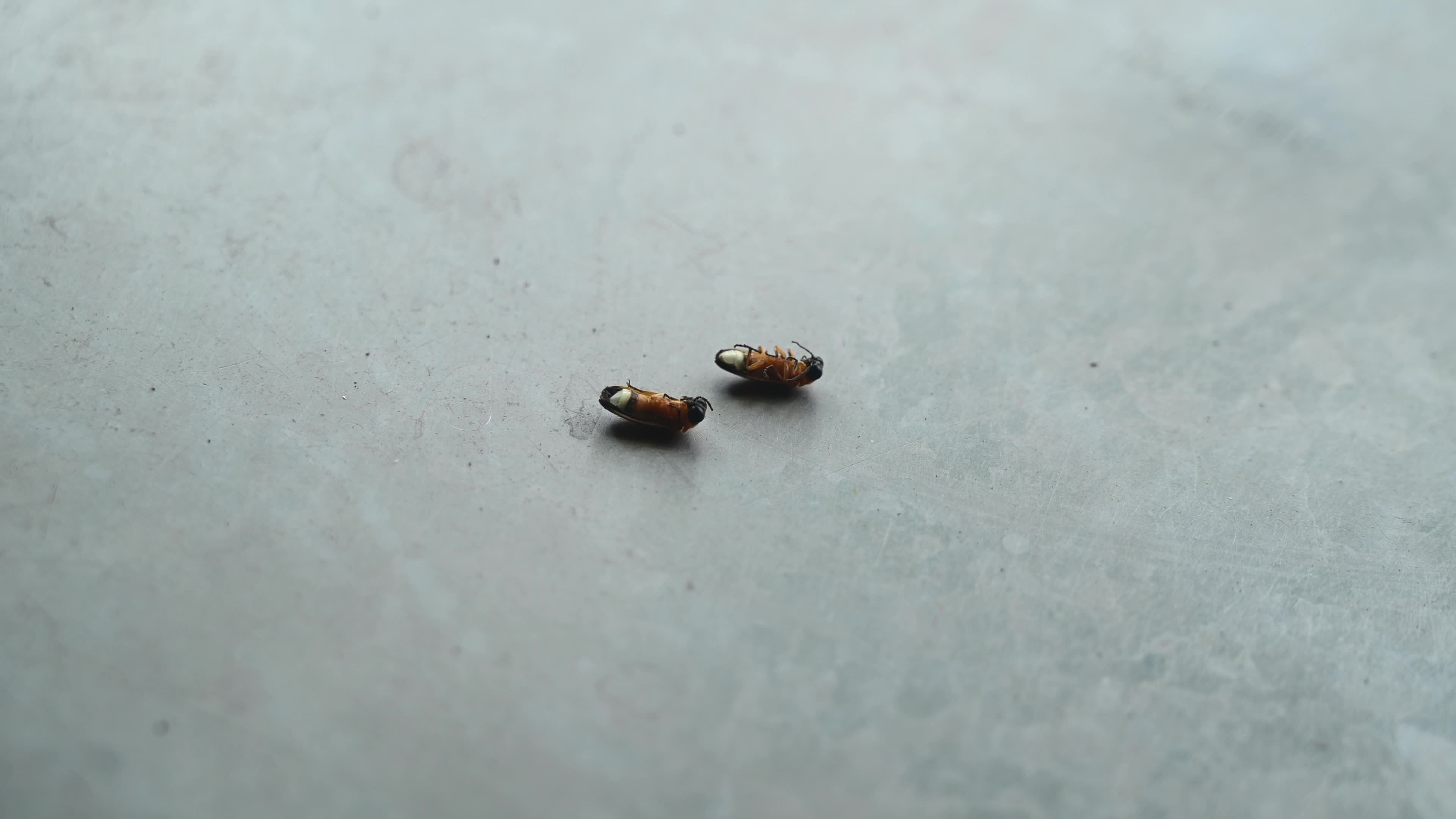  Firefly Habitat Loss and Degradation - Urban Artificial Light Pollution - Deforestation