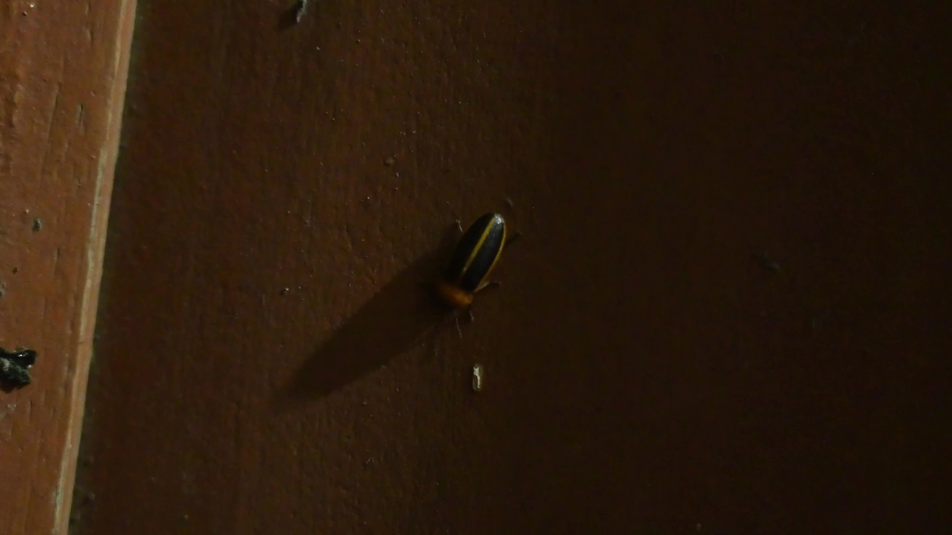  Firefly Habitat Loss and Degradation - Urban Artificial Light Pollution - Deforestation 