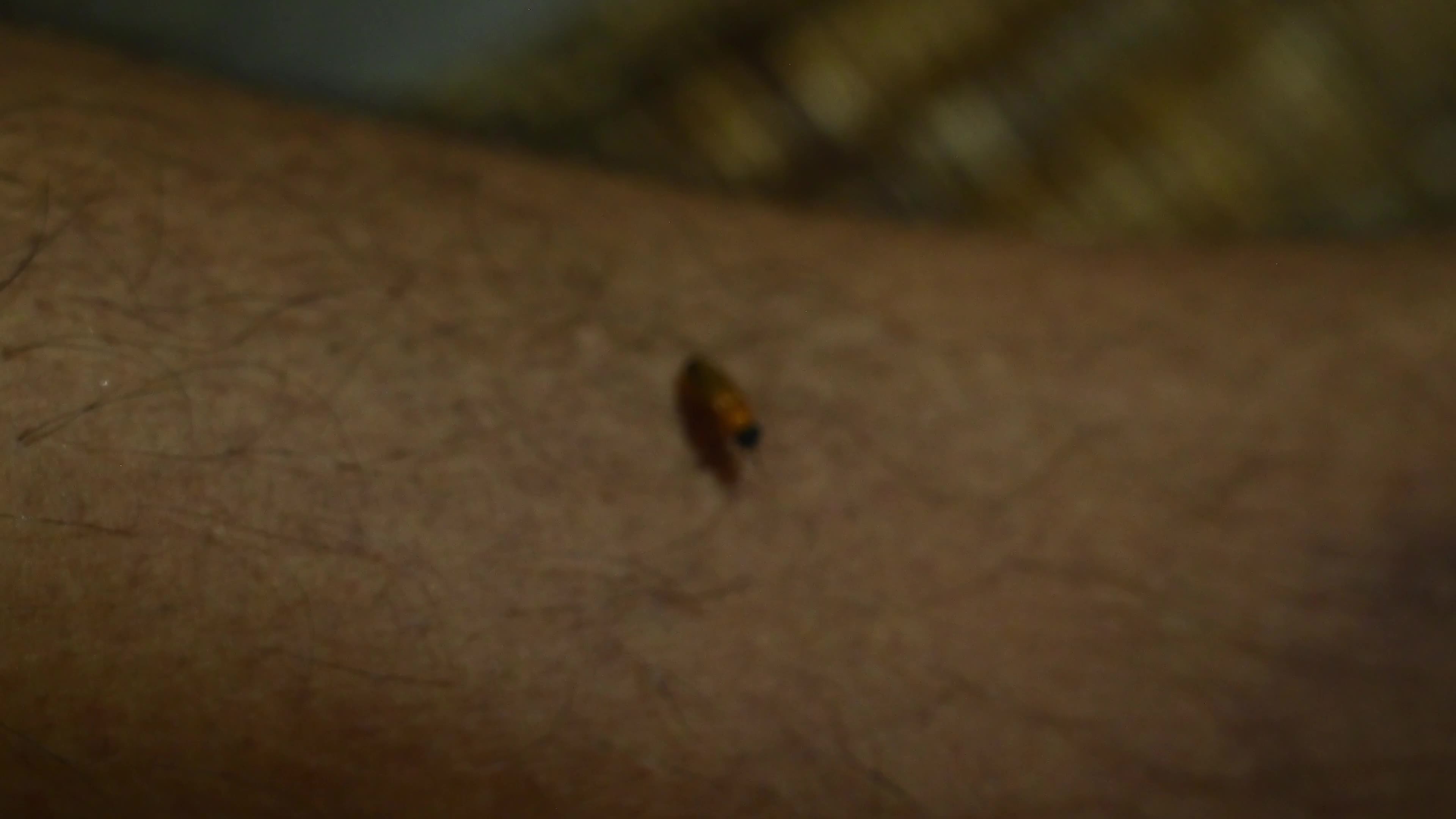  Firefly Habitat Loss and Degradation - Urban Artificial Light Pollution - Deforestation 