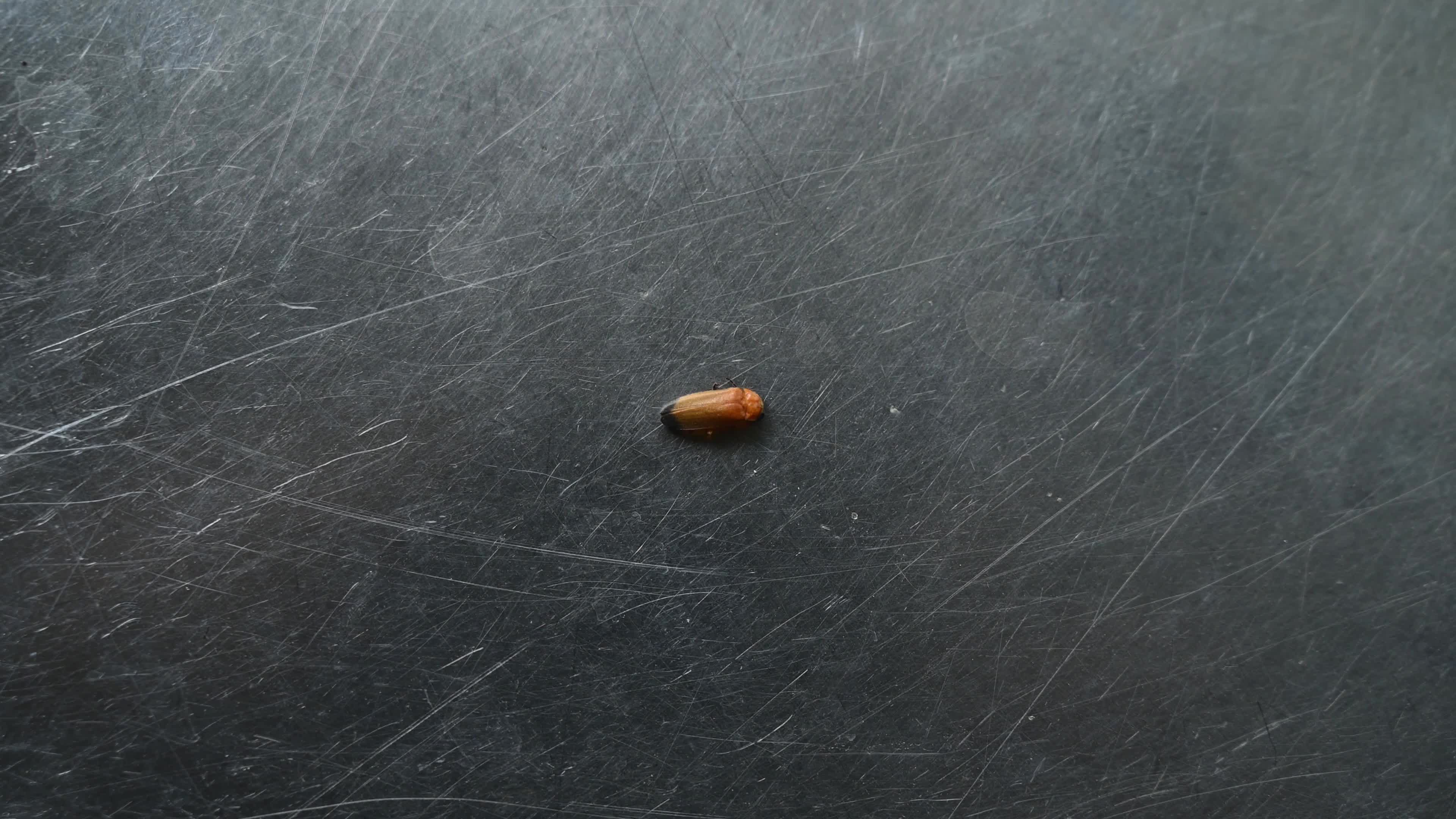  Firefly Habitat Loss and Degradation - Urban Artificial Light Pollution - Deforestation 
