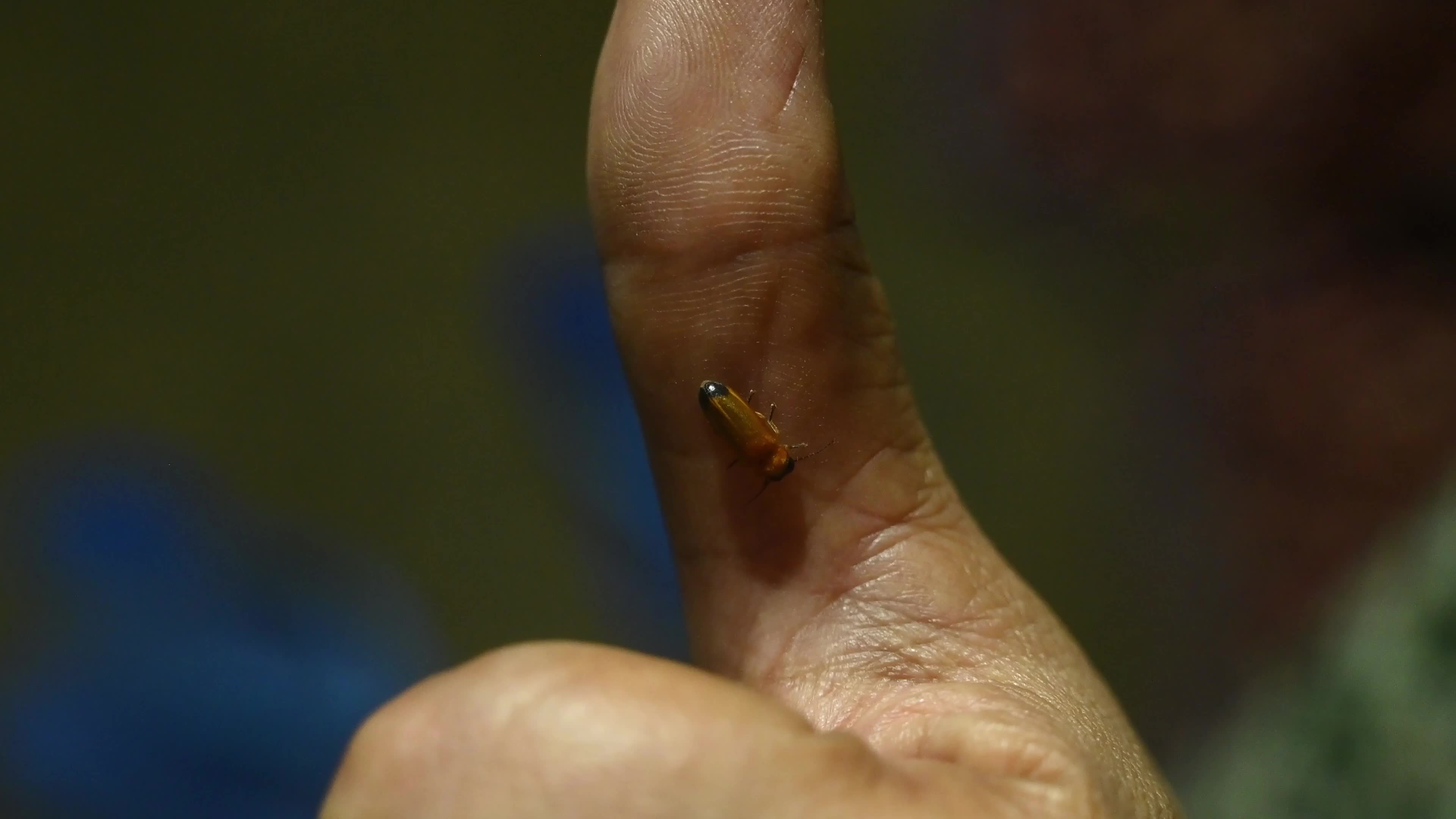  Firefly Habitat Loss and Degradation - Urban Artificial Light Pollution - Deforestation 