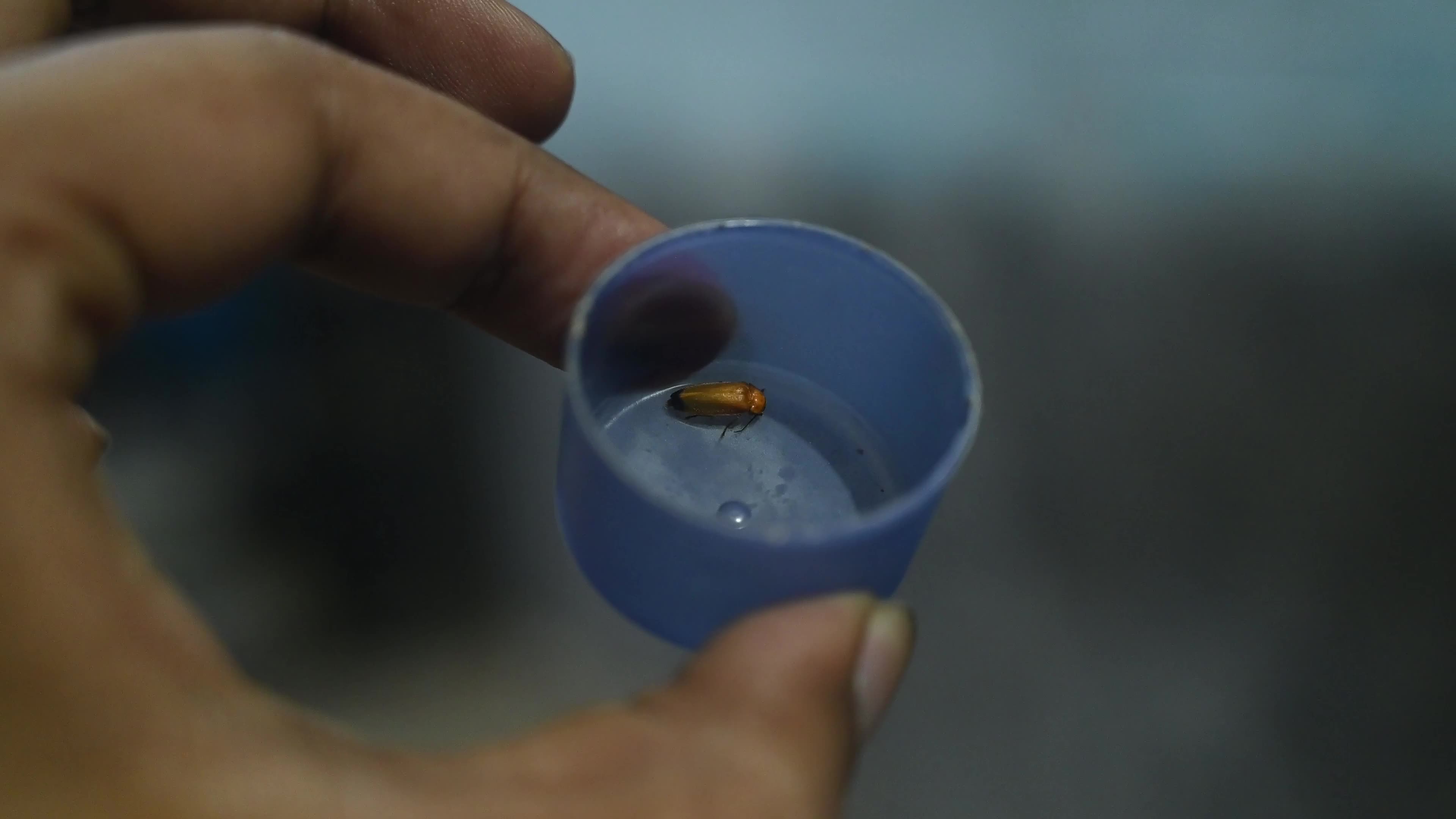  Firefly Habitat Loss and Degradation - Urban Artificial Light Pollution - Deforestation 