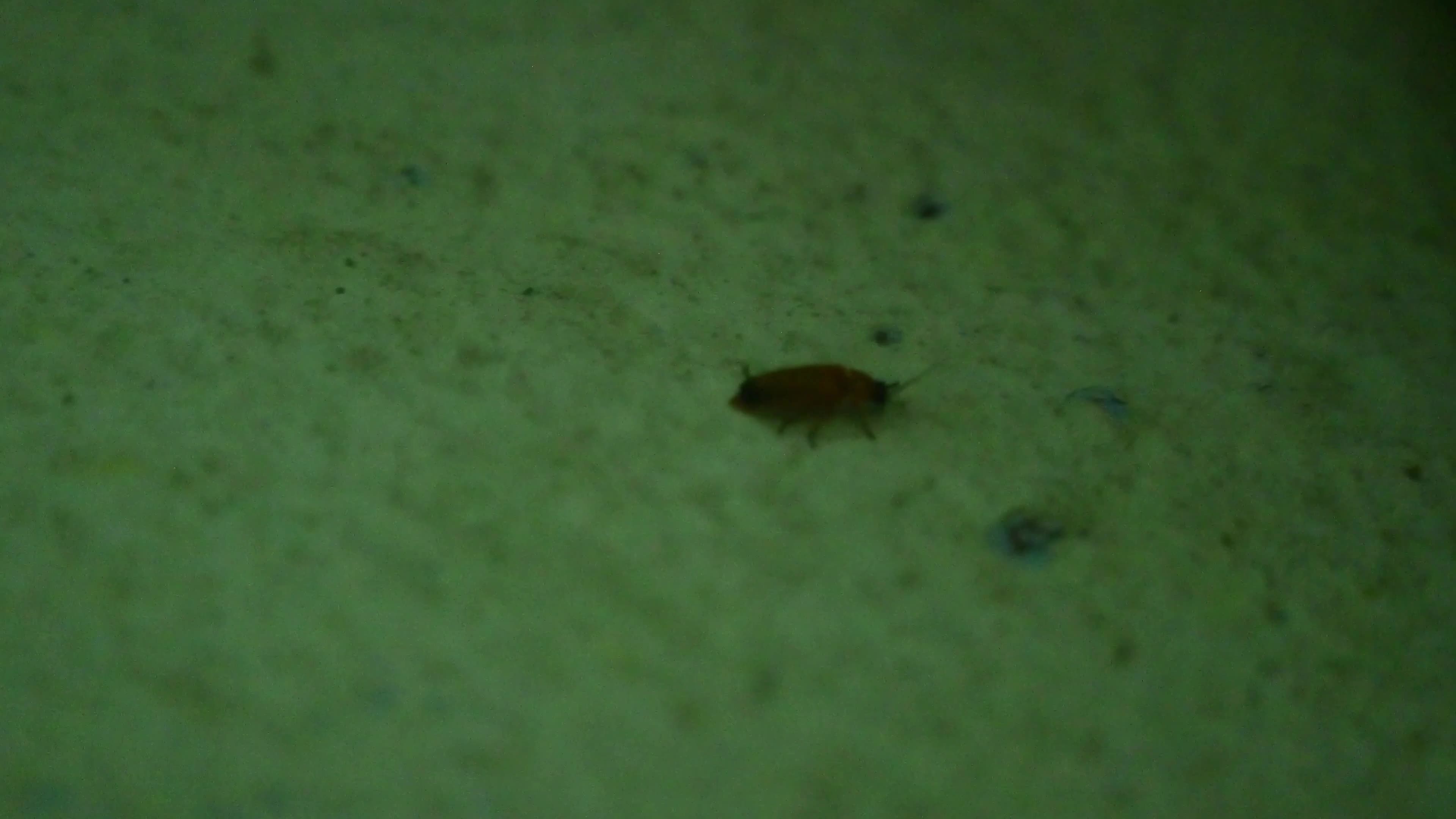  Firefly Habitat Loss and Degradation - Urban Artificial Light Pollution - Deforestation 