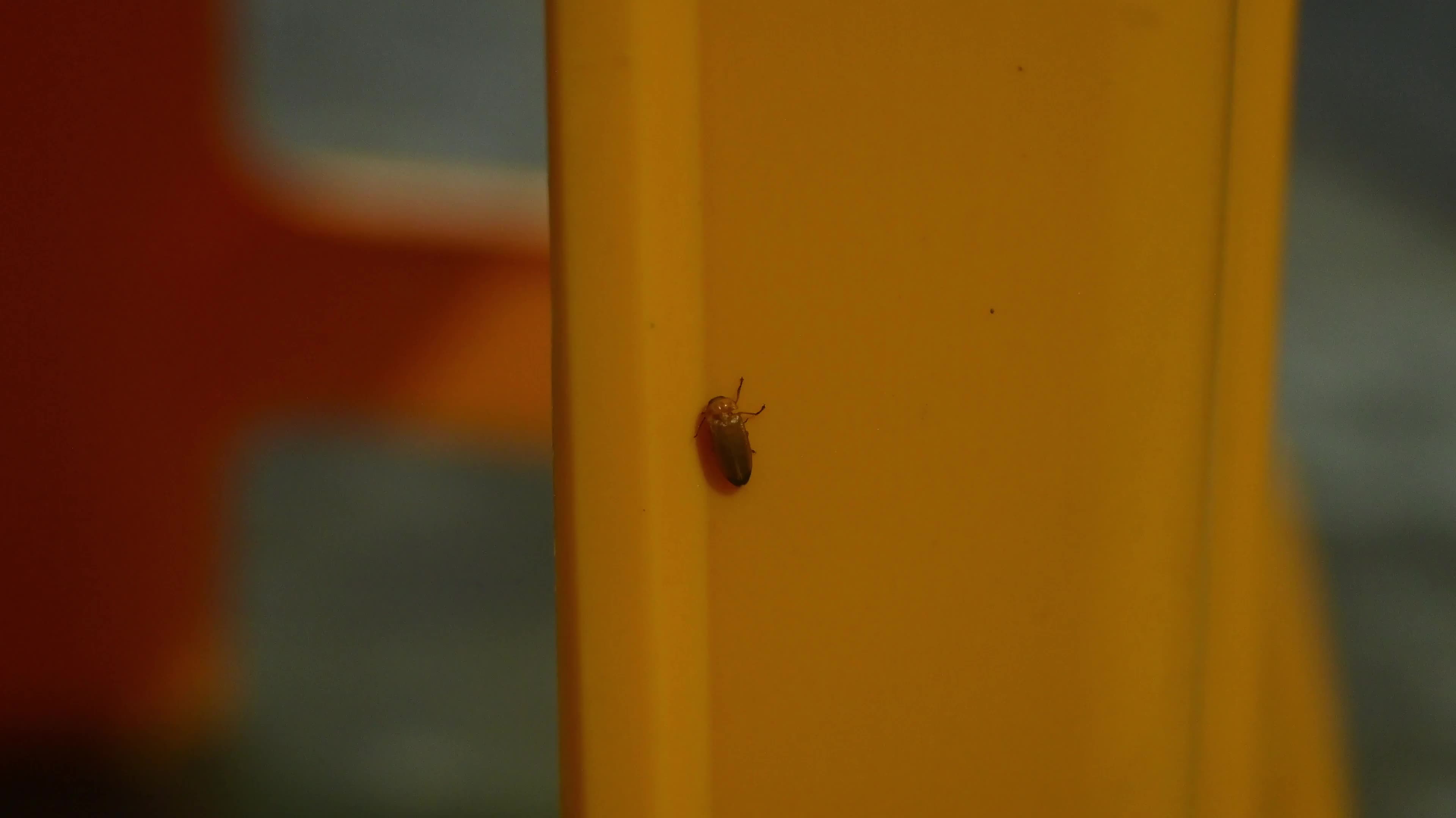  Firefly Habitat Loss and Degradation - Urban Artificial Light Pollution - Deforestation 