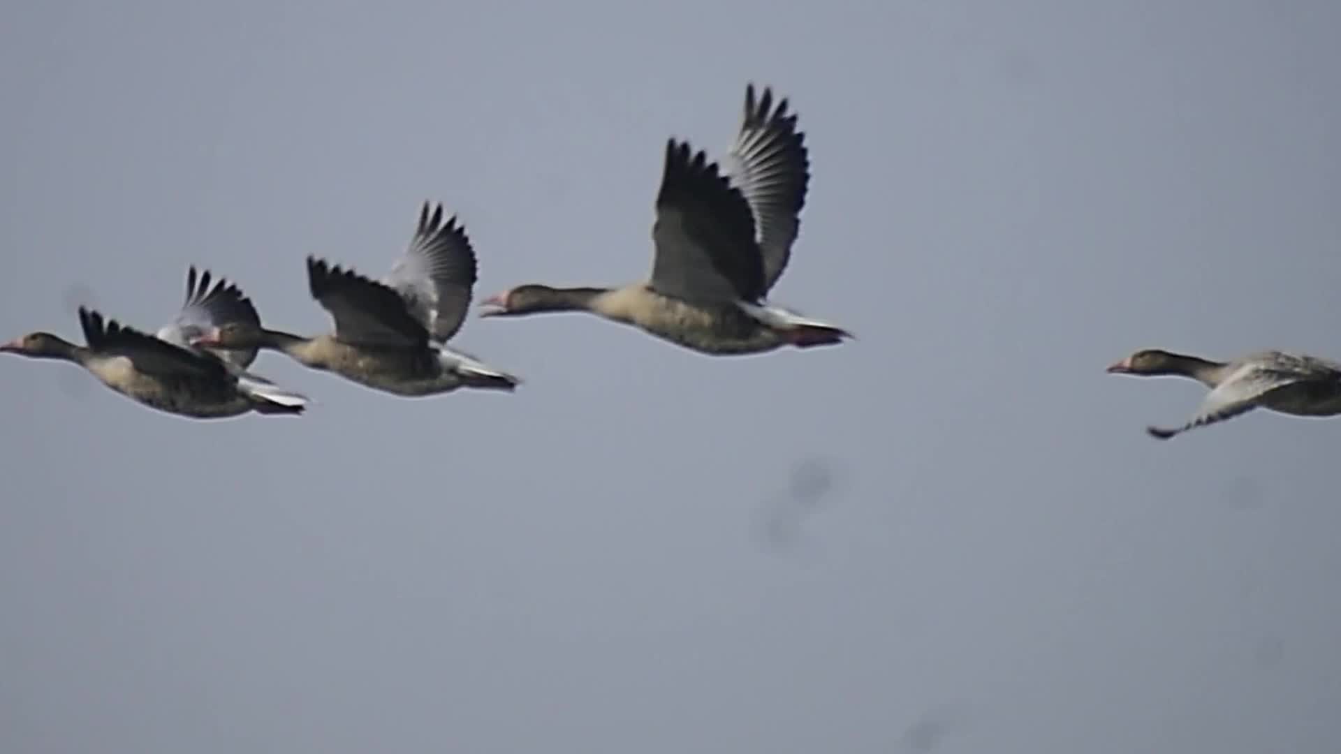 Migratory greylag geese in India 