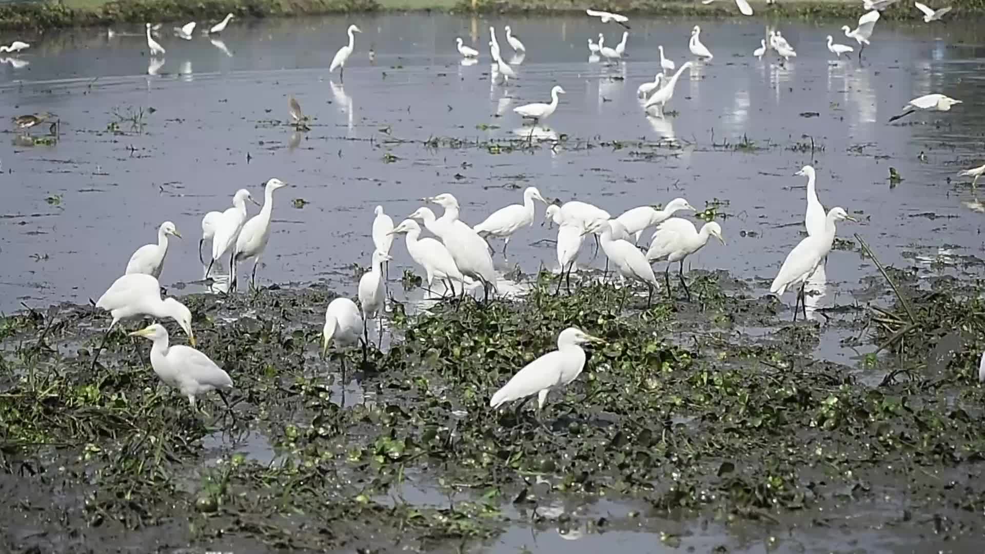 Egrets search for food in India