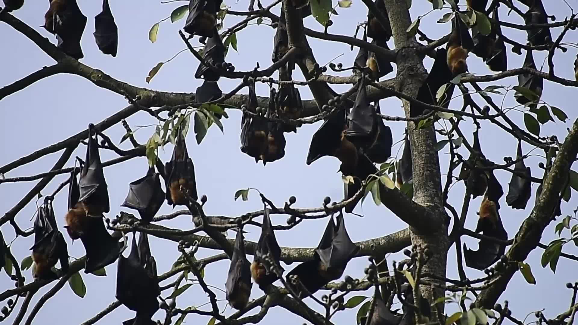 Bats rest on trees in India