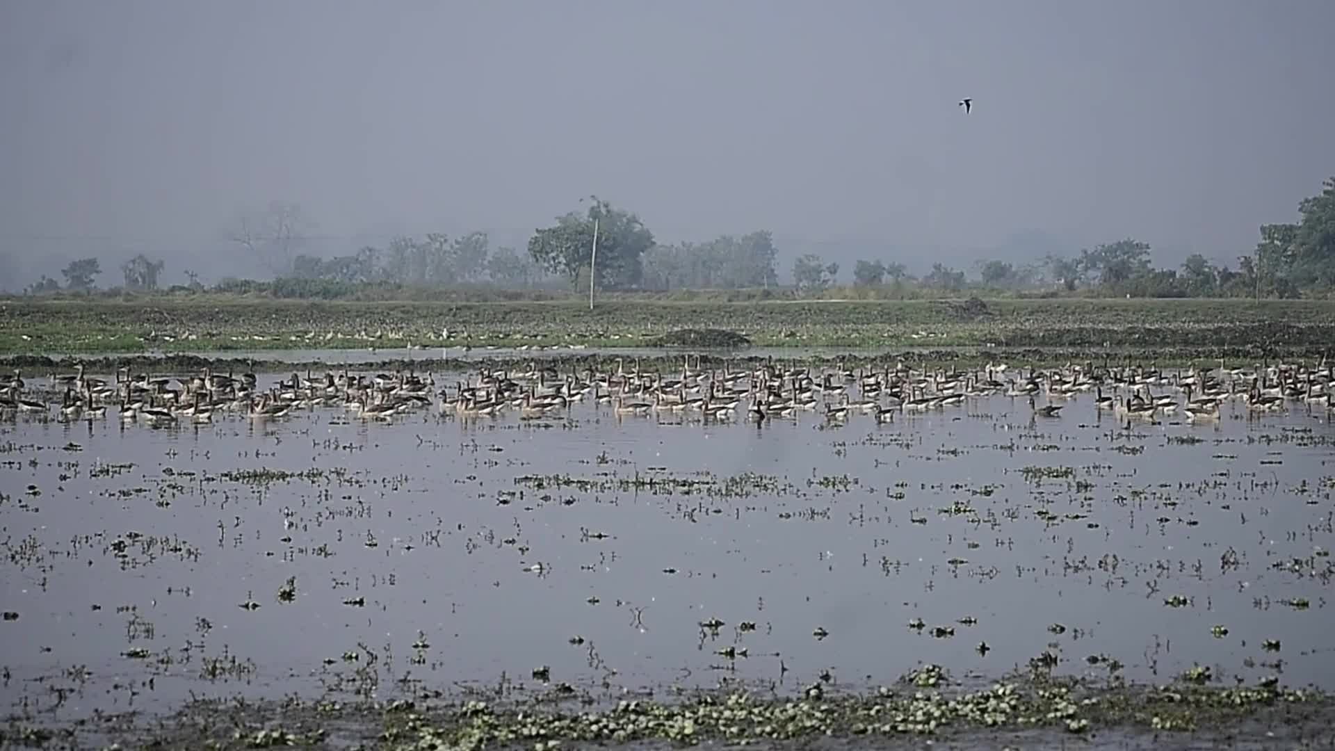 Migratory greylag geese in India 