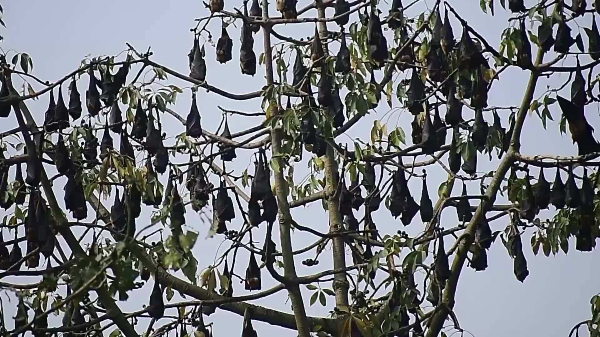 Bats rest on trees in India