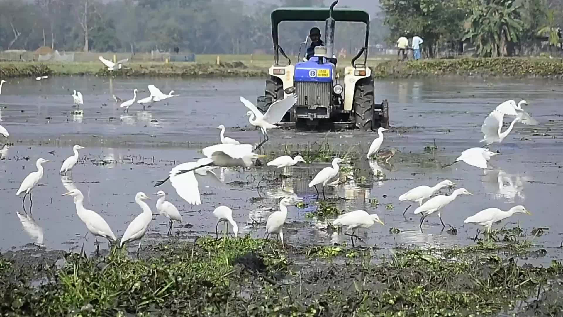 Egrets search for food in India