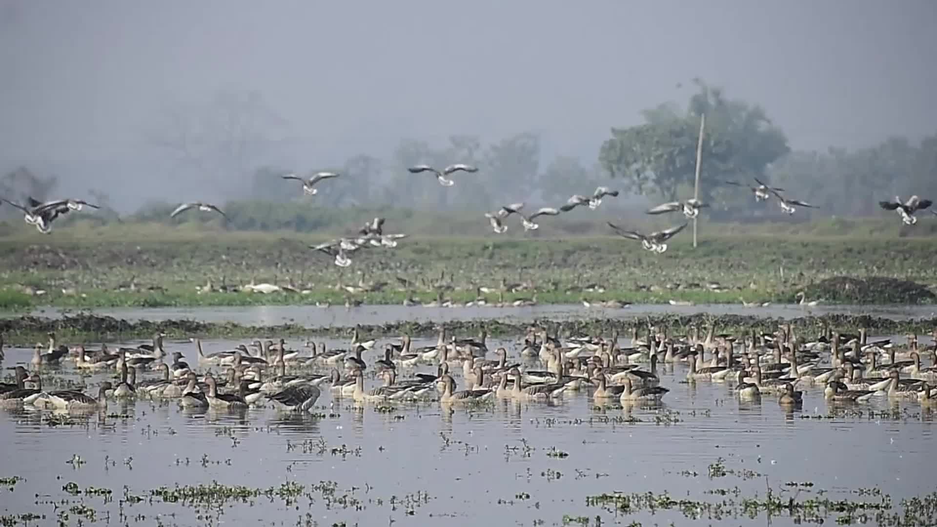 Migratory greylag geese in India 