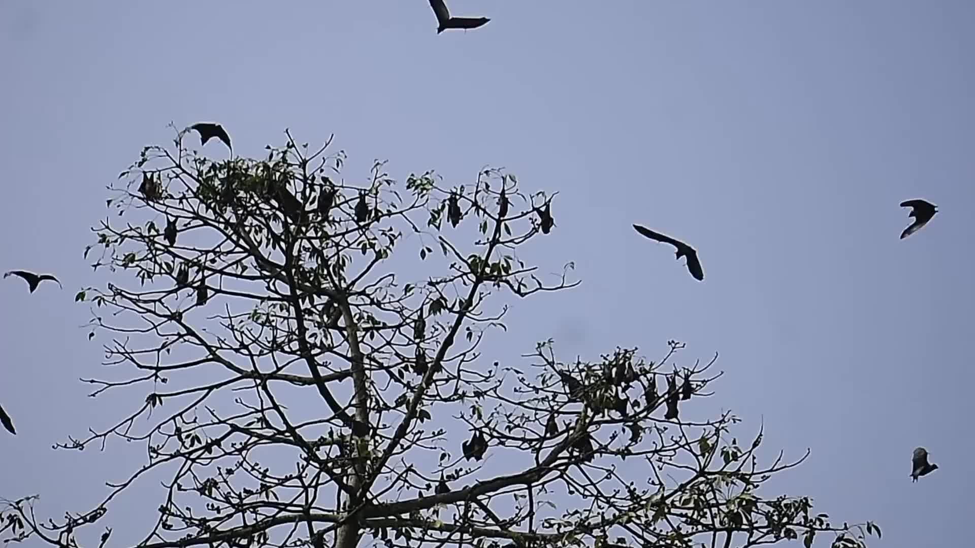 Bats rest on trees in India