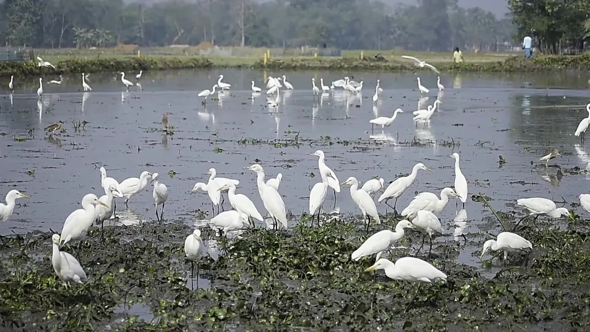 Egrets search for food in India