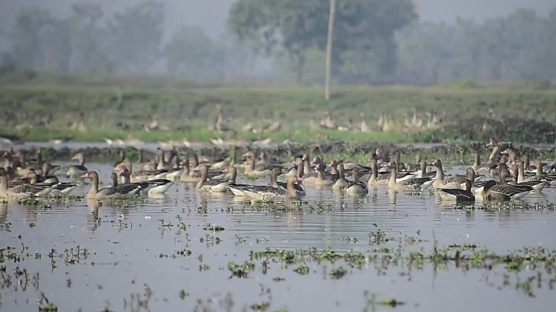 Migratory greylag geese in India 