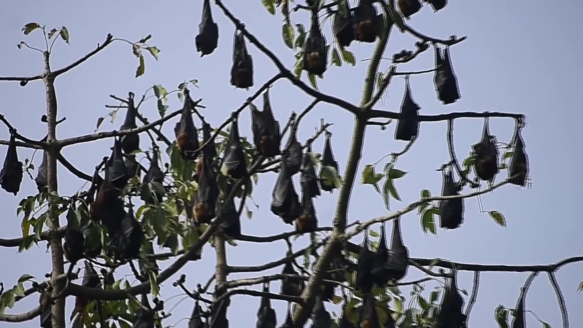 Bats rest on trees in India - 02/01/2026