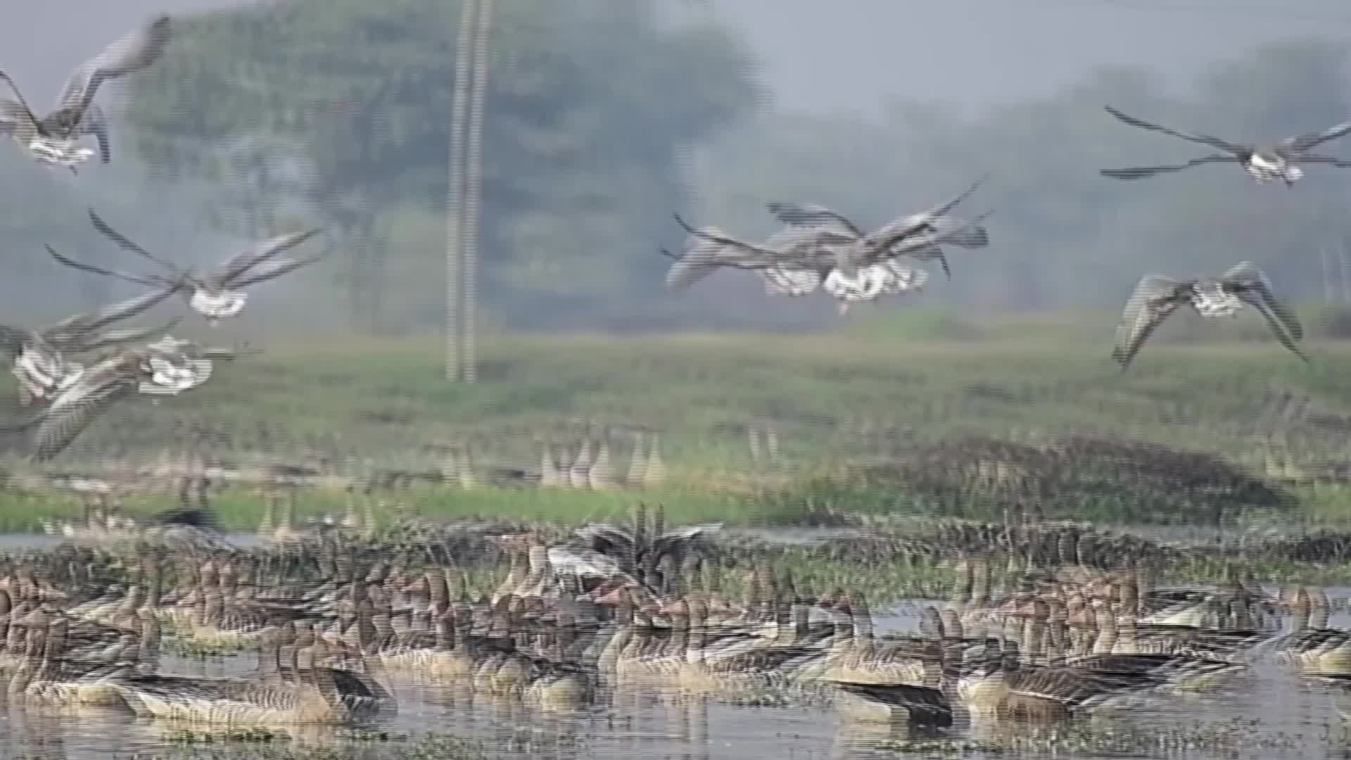 Migratory greylag geese in India  - 01/28/2026