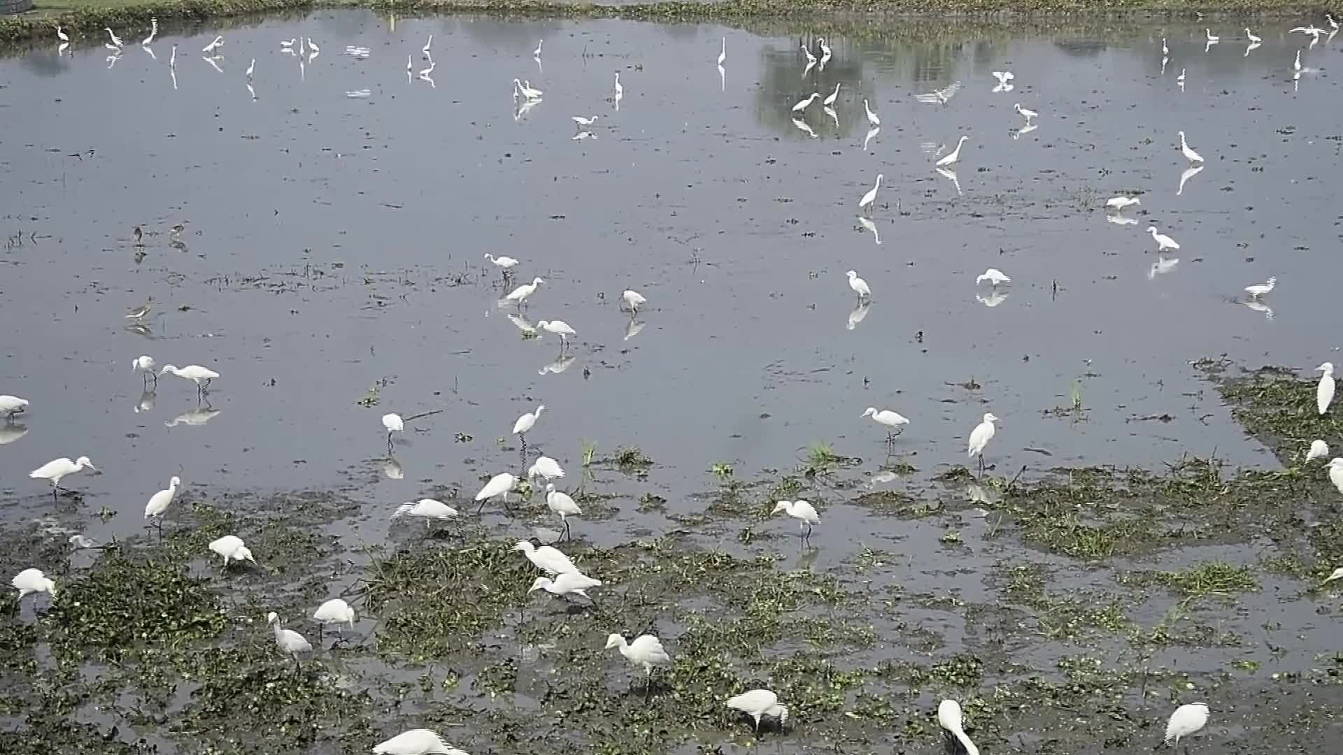 Egrets search for food in India - 01/28/2026