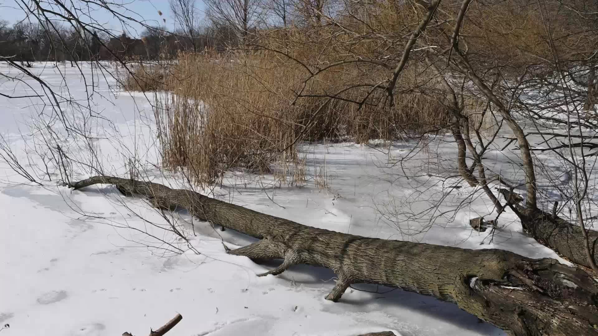 Prospect Park Lake Frozen In Brooklyn