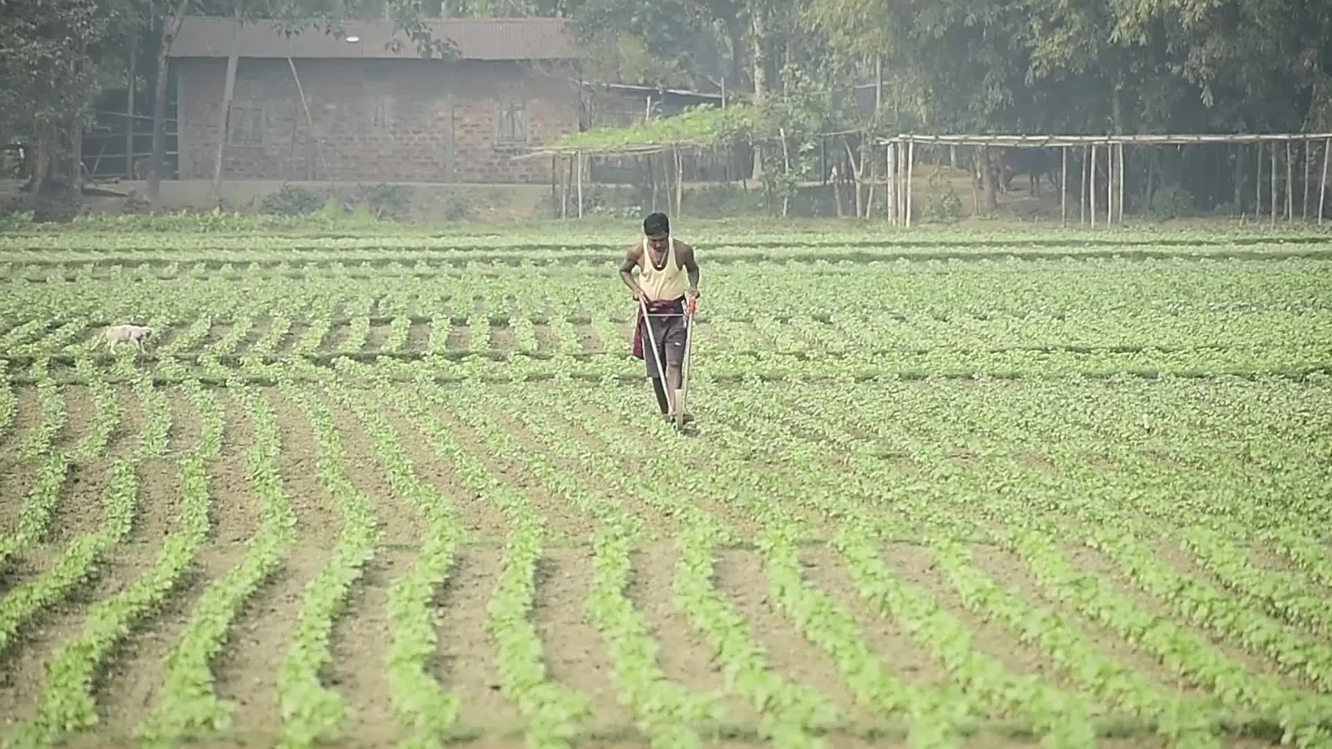 India-US trade deal: Agriculture field in India
