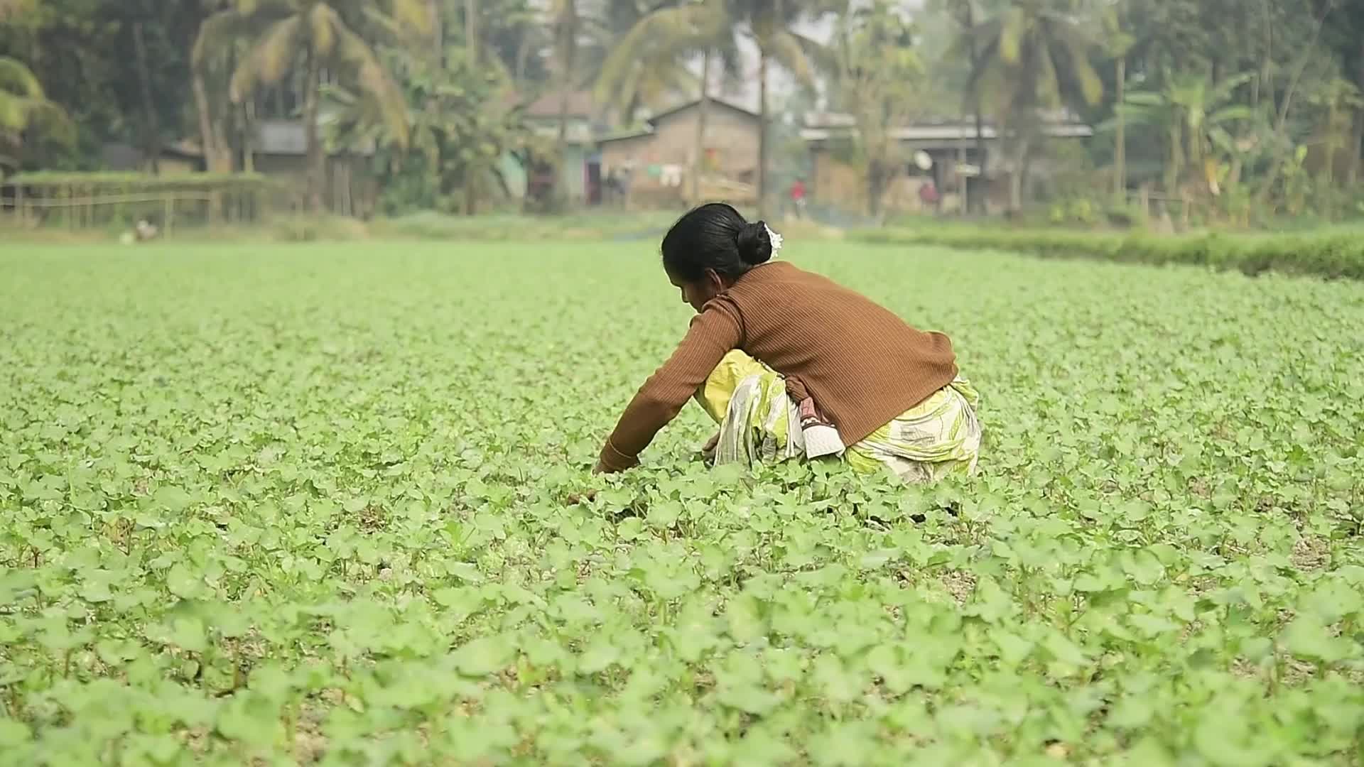 India-US trade deal: Agriculture field in India