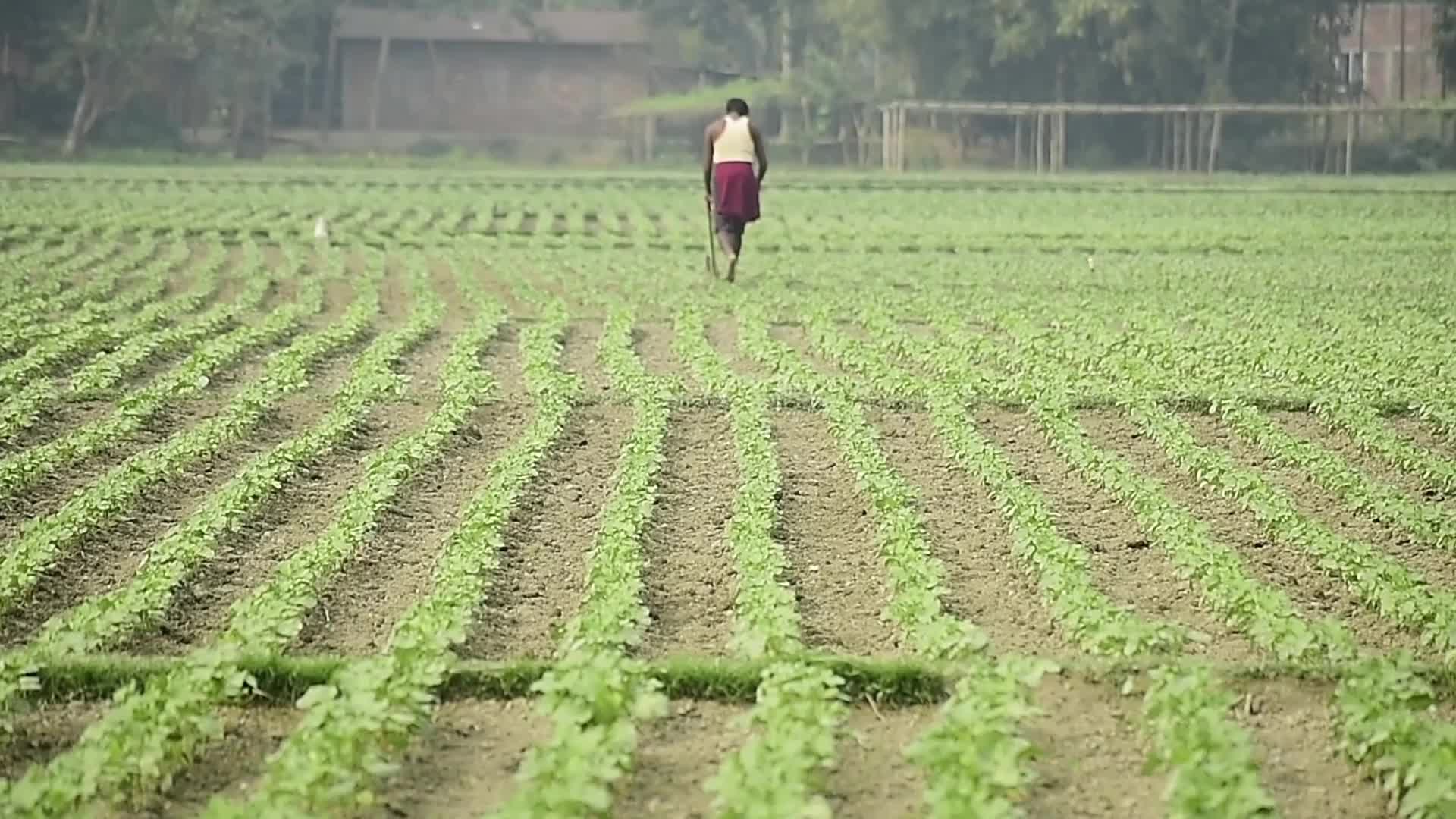 India-US trade deal: Agriculture field in India