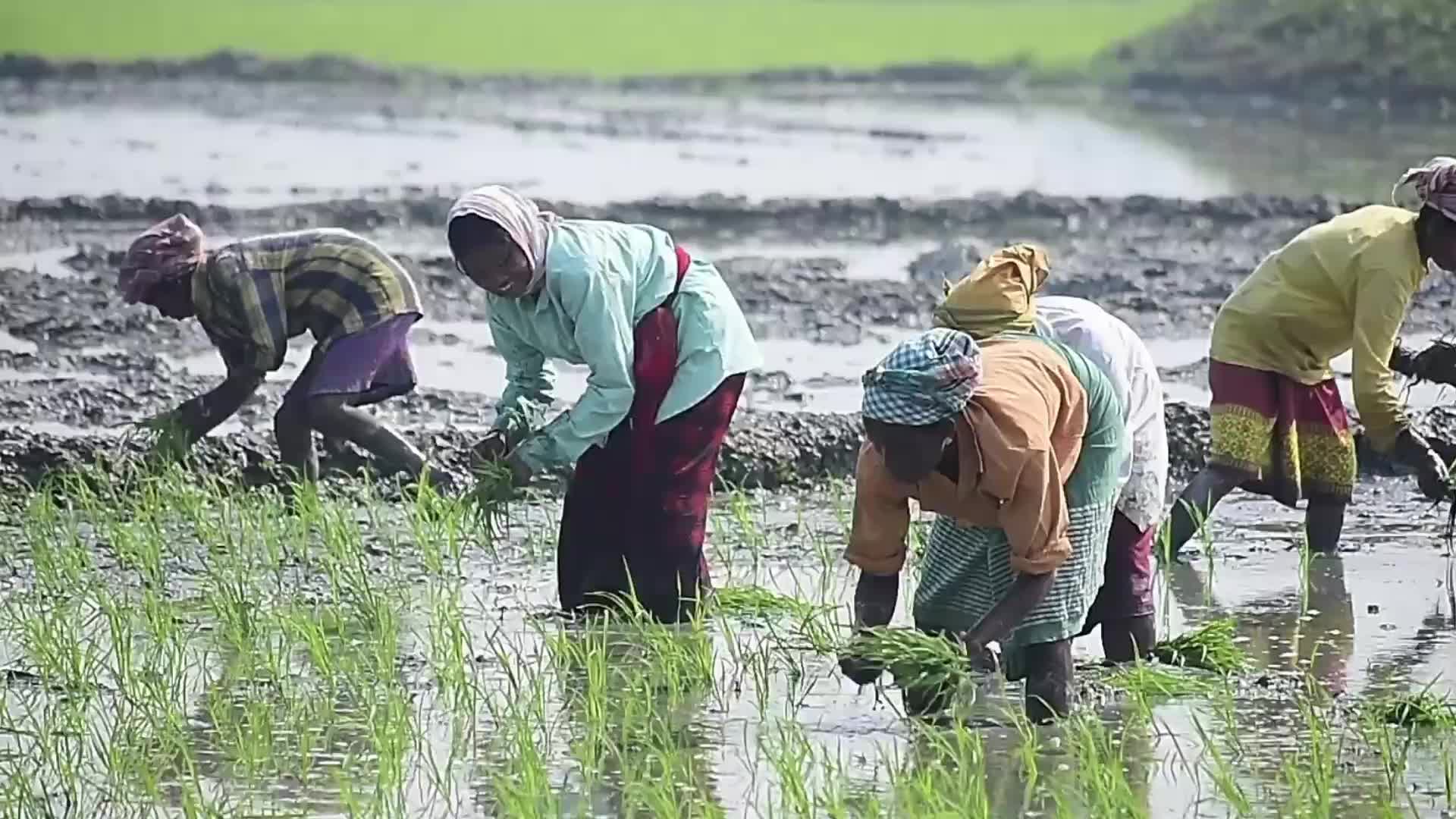 Rice paddy field in India