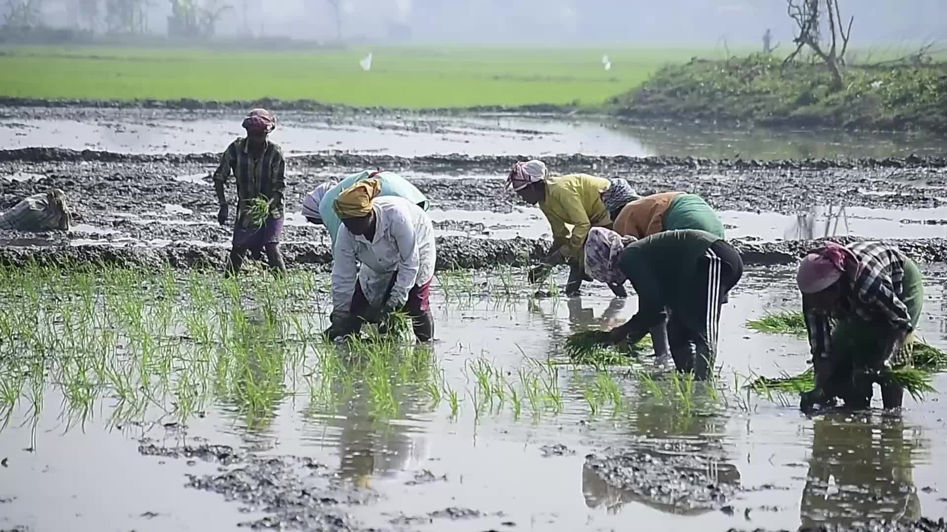 Rice paddy field in India