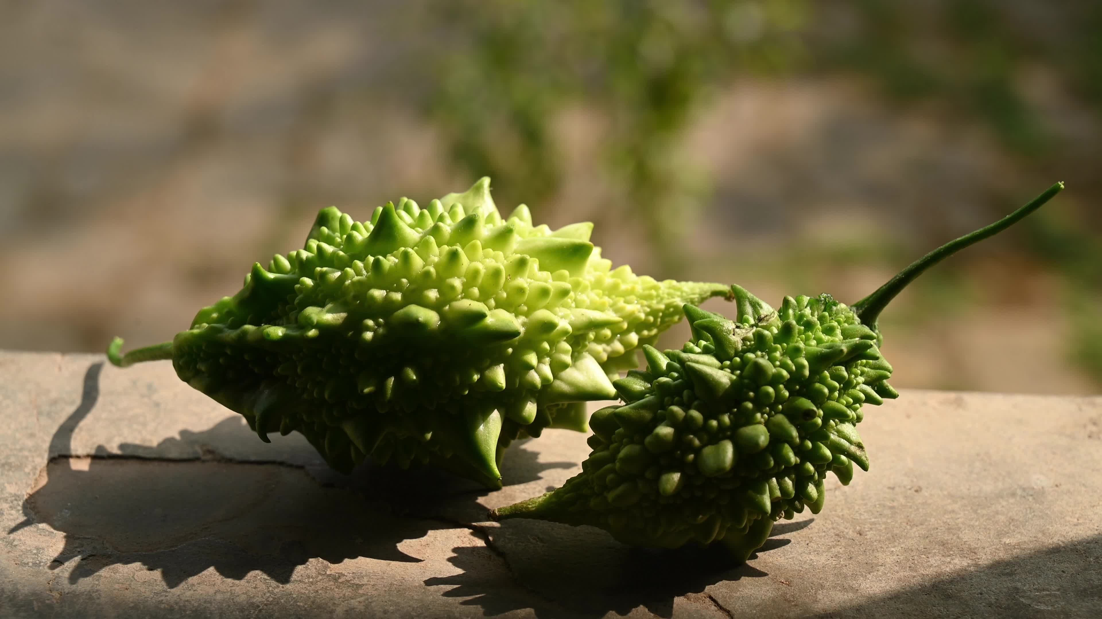 Bitter gourd (Momordica charantia) - Vegetables Of India