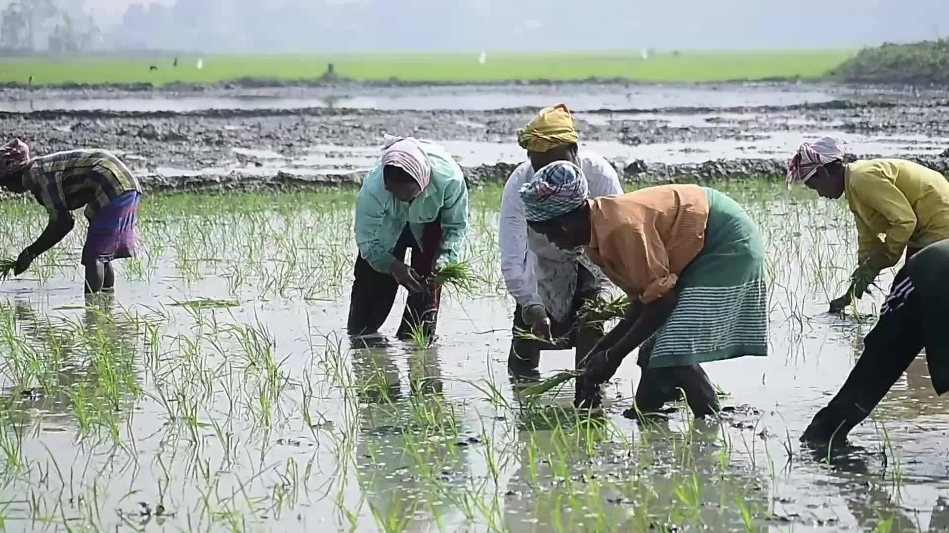 Rice paddy field in India