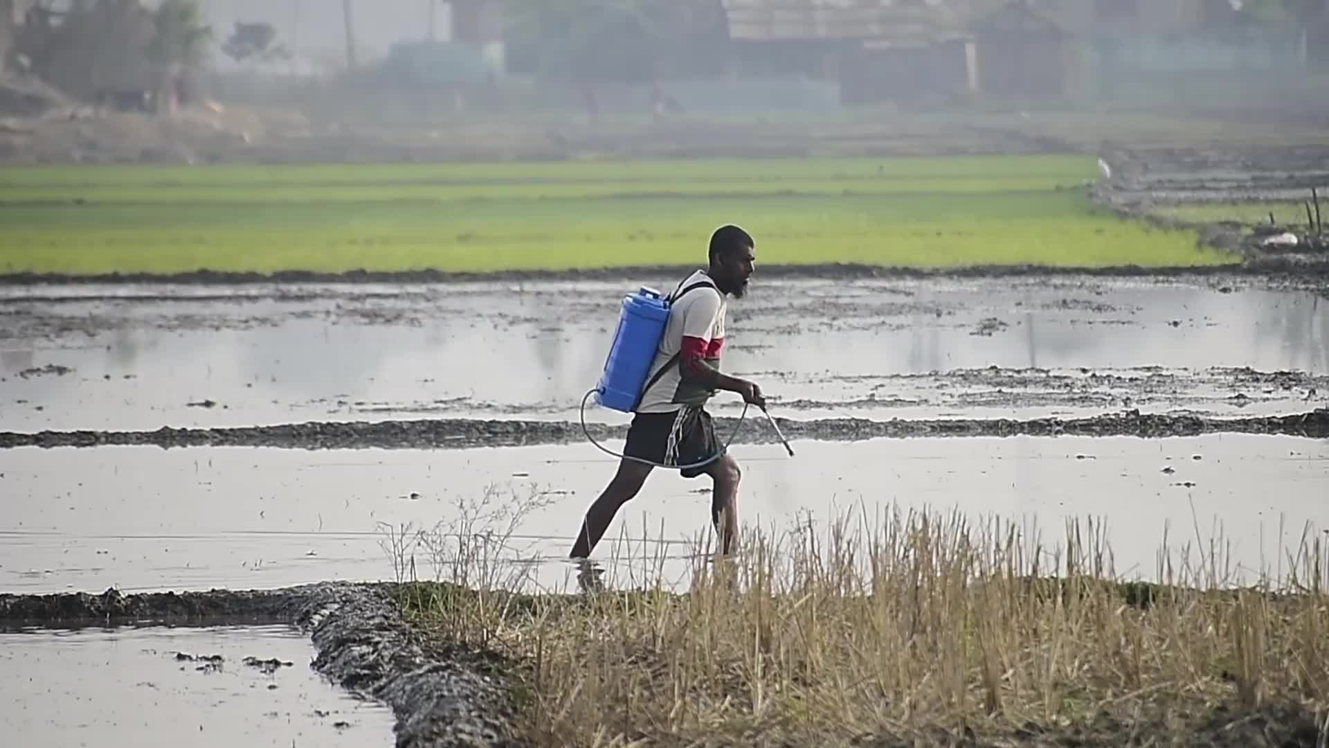 Rice paddy field in India