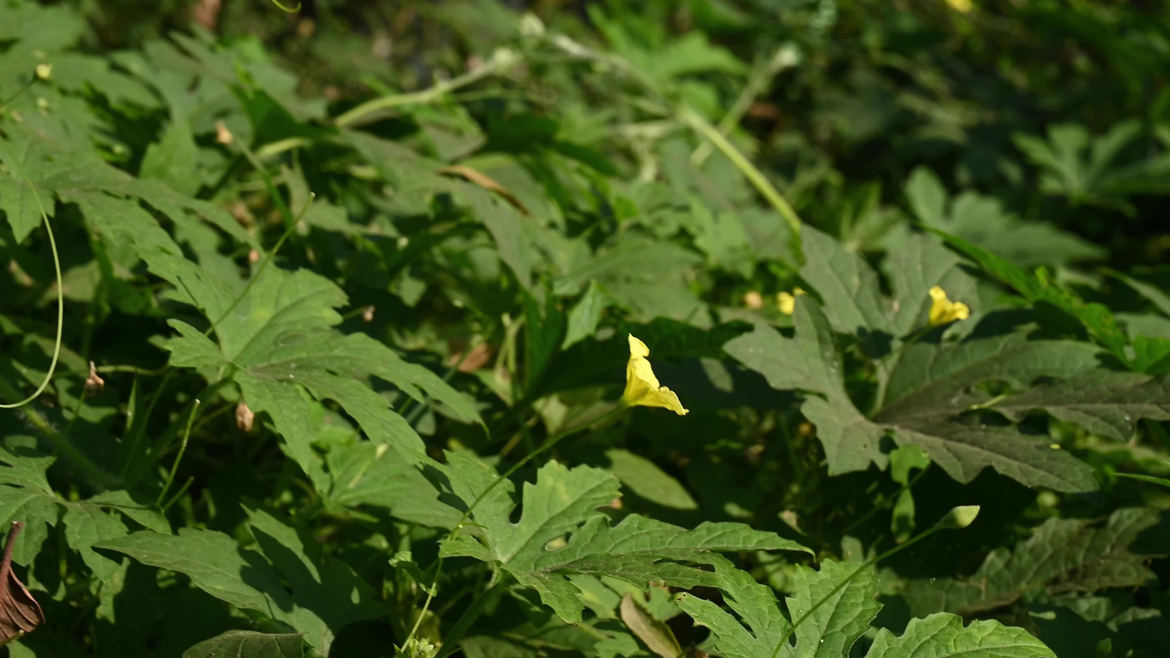Bitter gourd (Momordica charantia) - Vegetables Of India