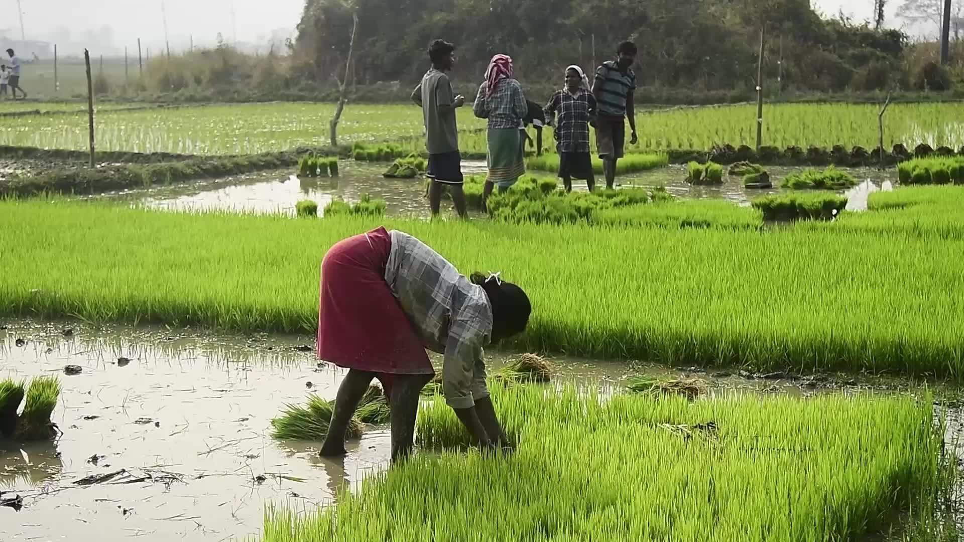 Rice paddy field in India
