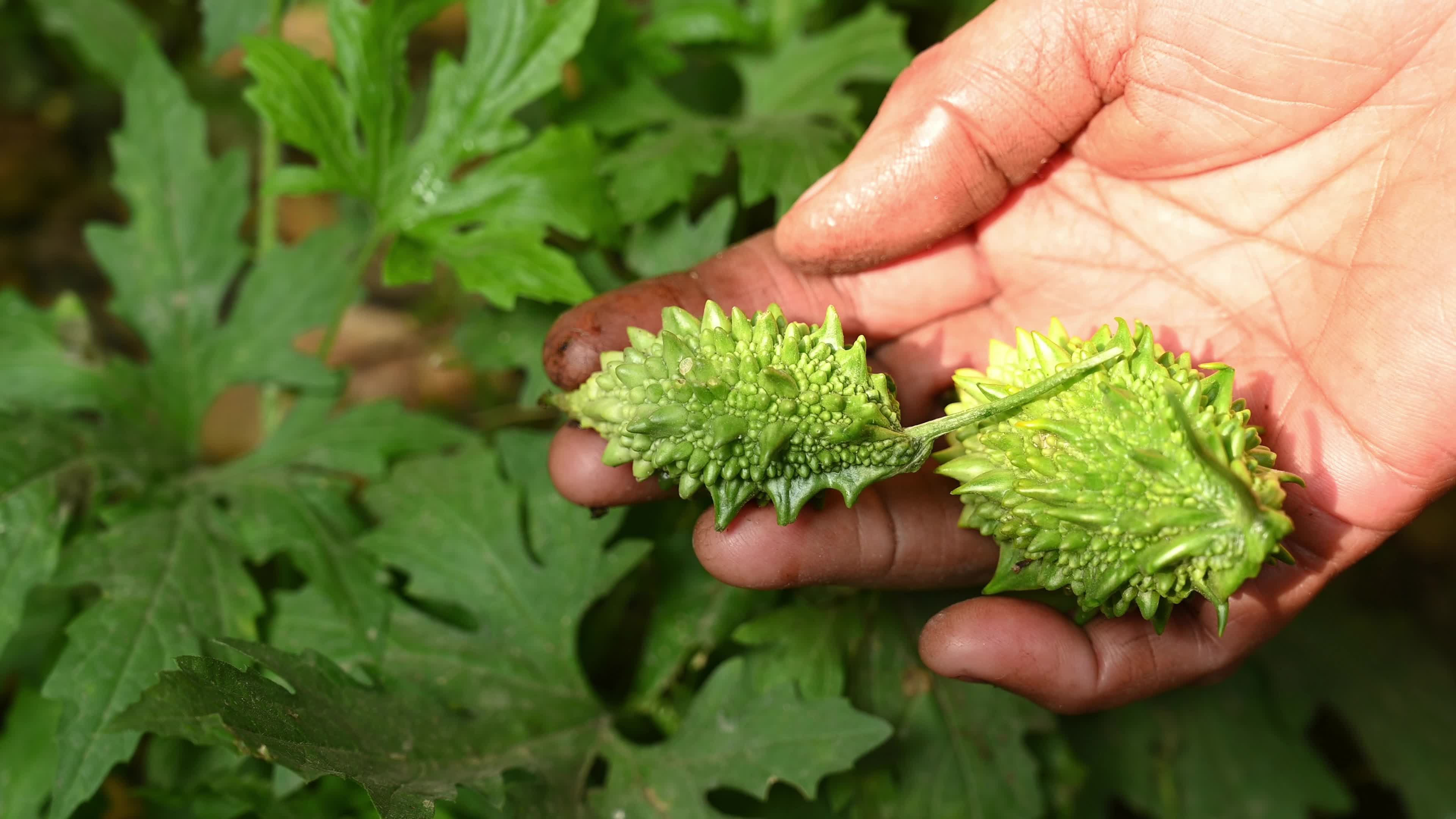 Bitter gourd (Momordica charantia) - Vegetables Of India