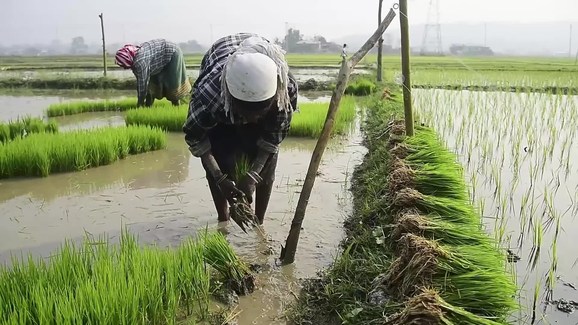 Rice paddy field in India