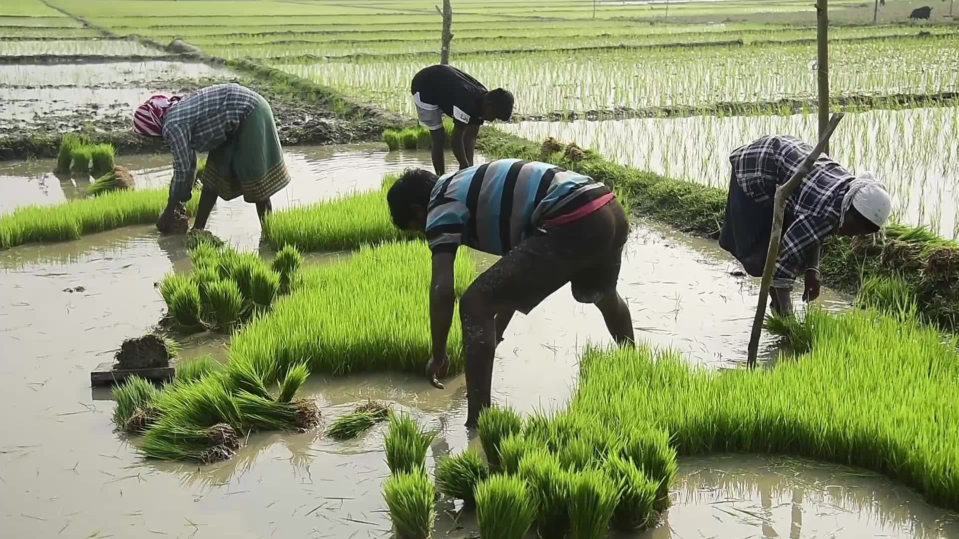 Rice paddy field in India