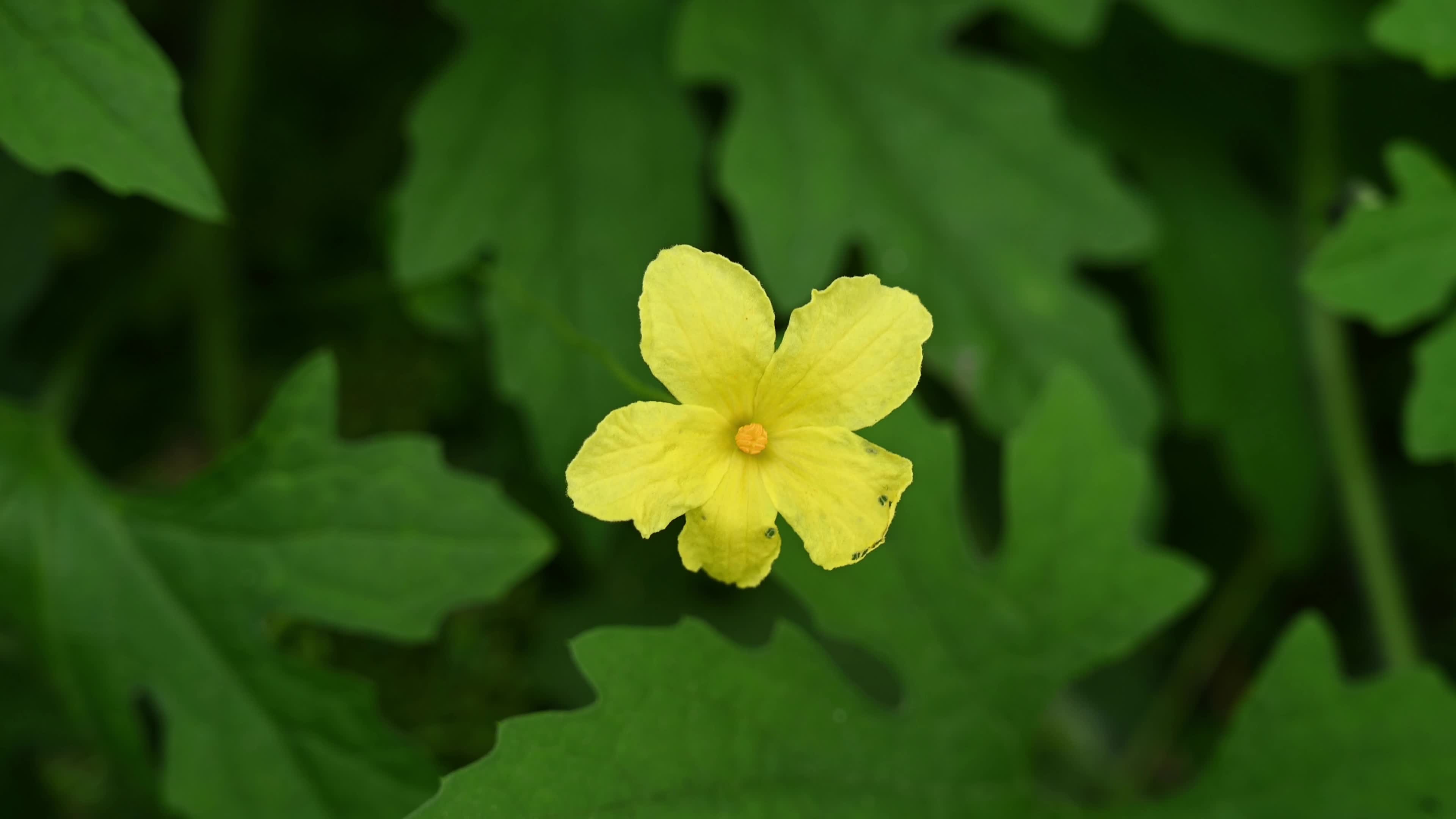Bitter gourd (Momordica charantia) - Vegetables Of India