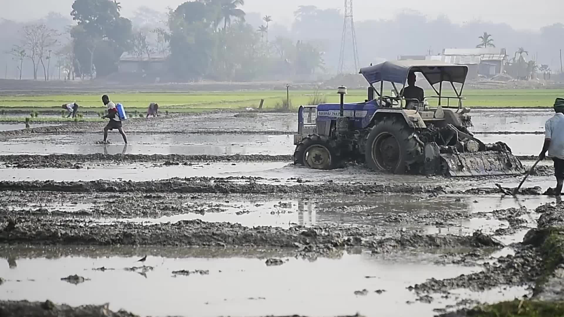 Rice paddy field in India
