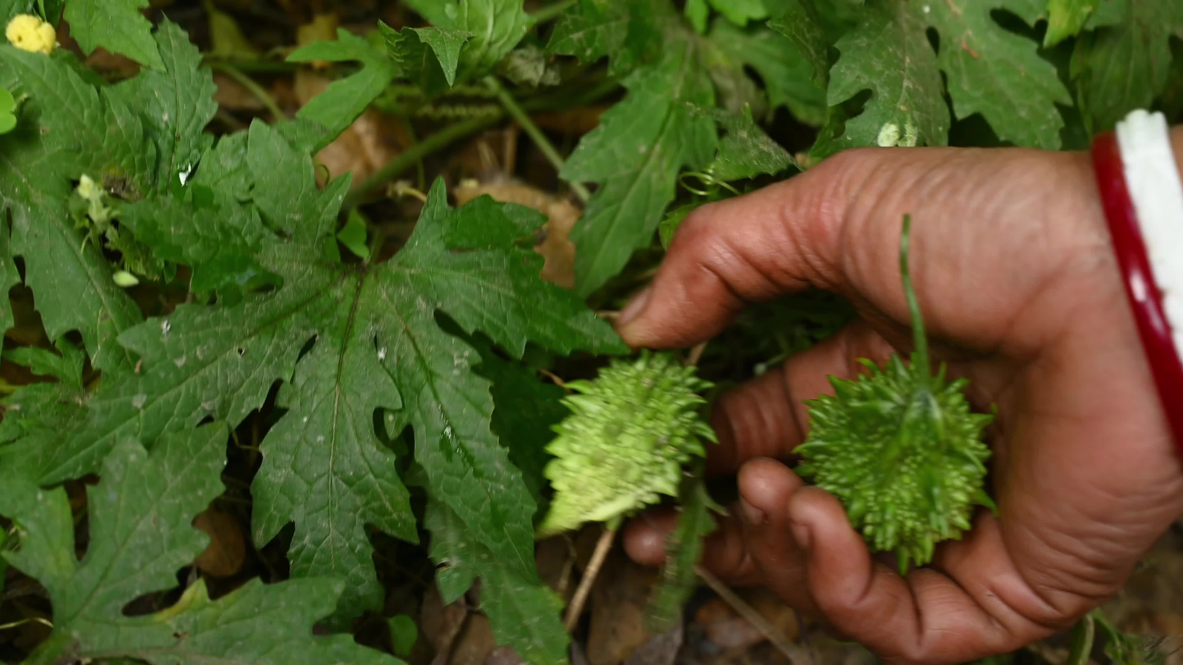 Bitter gourd (Momordica charantia) - Vegetables Of India