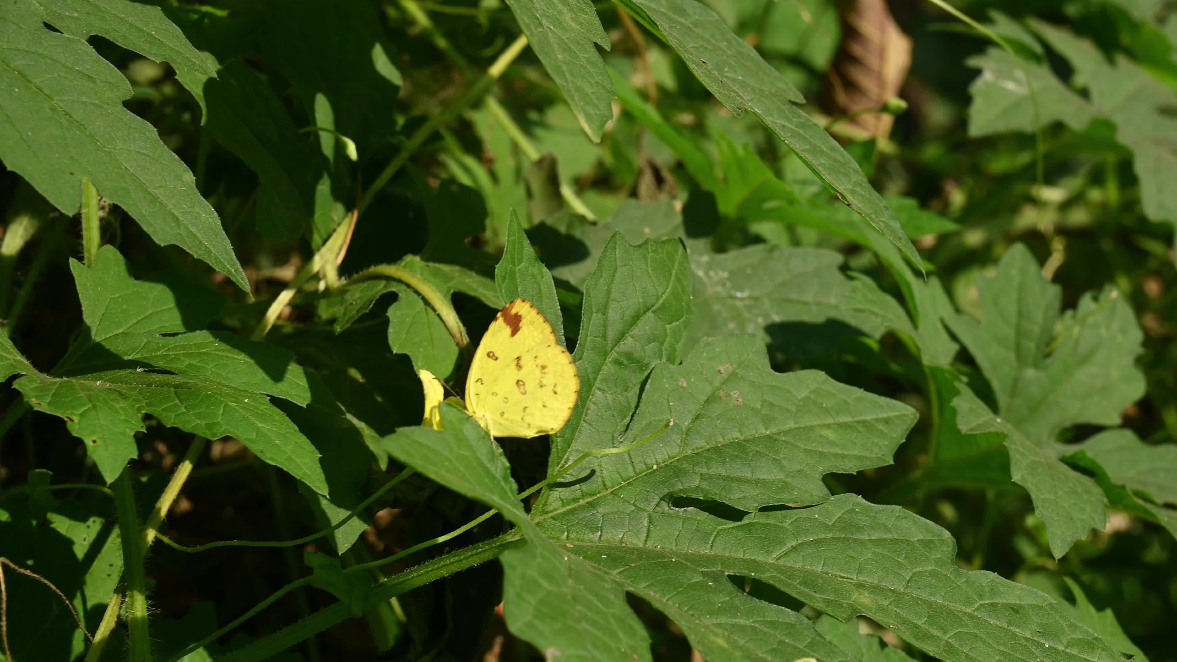 Bitter gourd (Momordica charantia) - Vegetables Of India