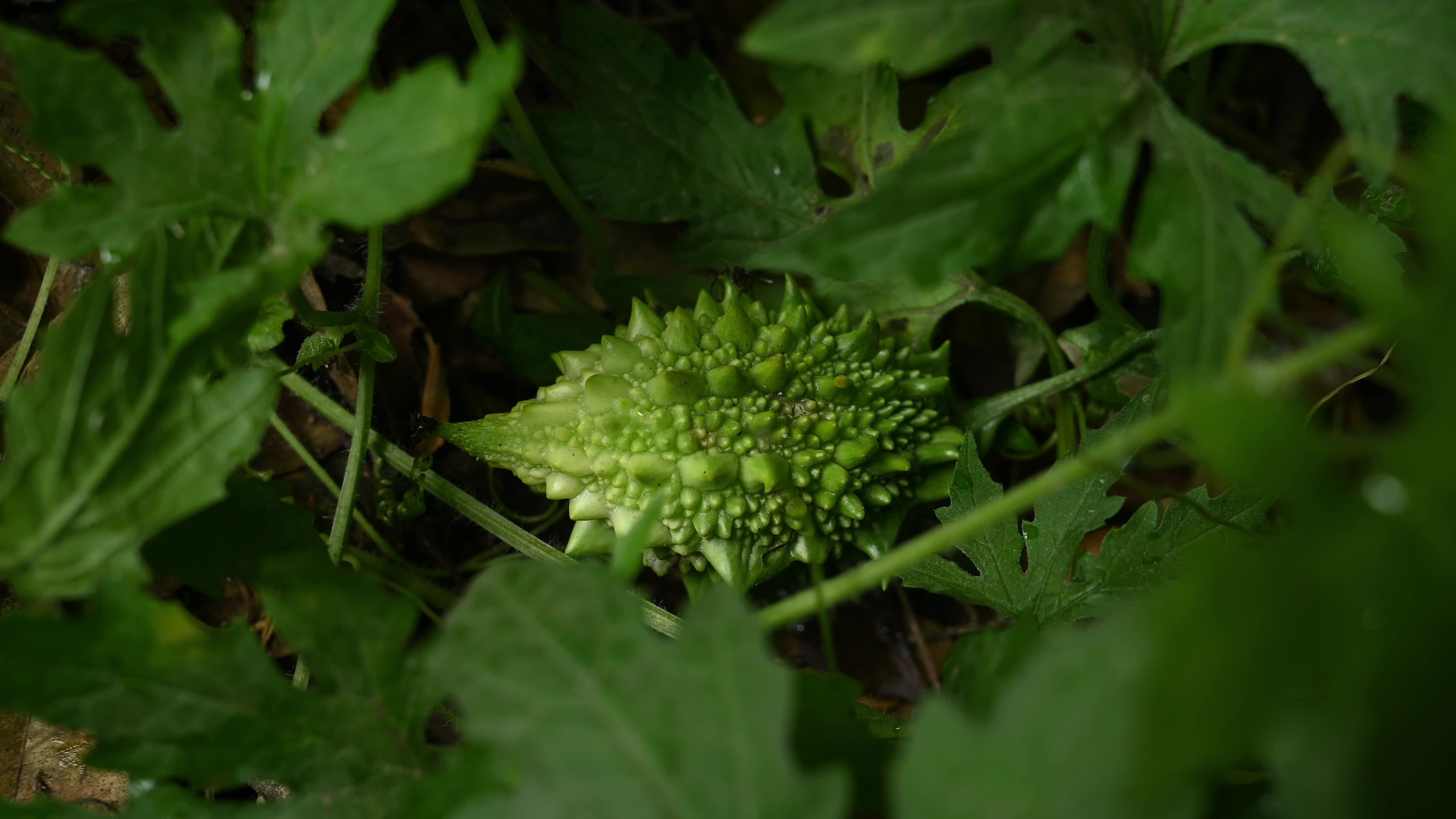 Bitter gourd (Momordica charantia) - Vegetables Of India