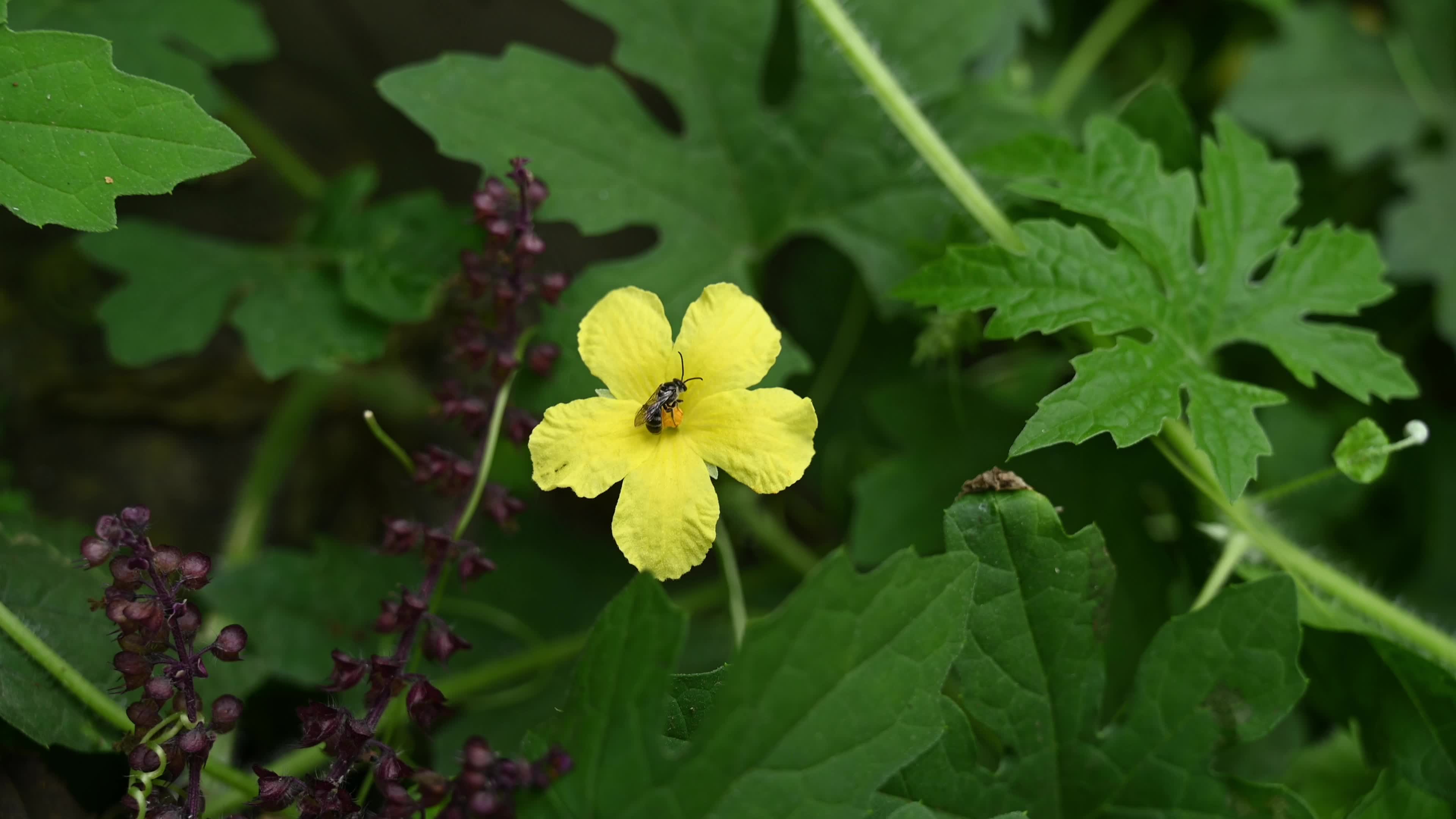 Bitter gourd (Momordica charantia) - Vegetables Of India